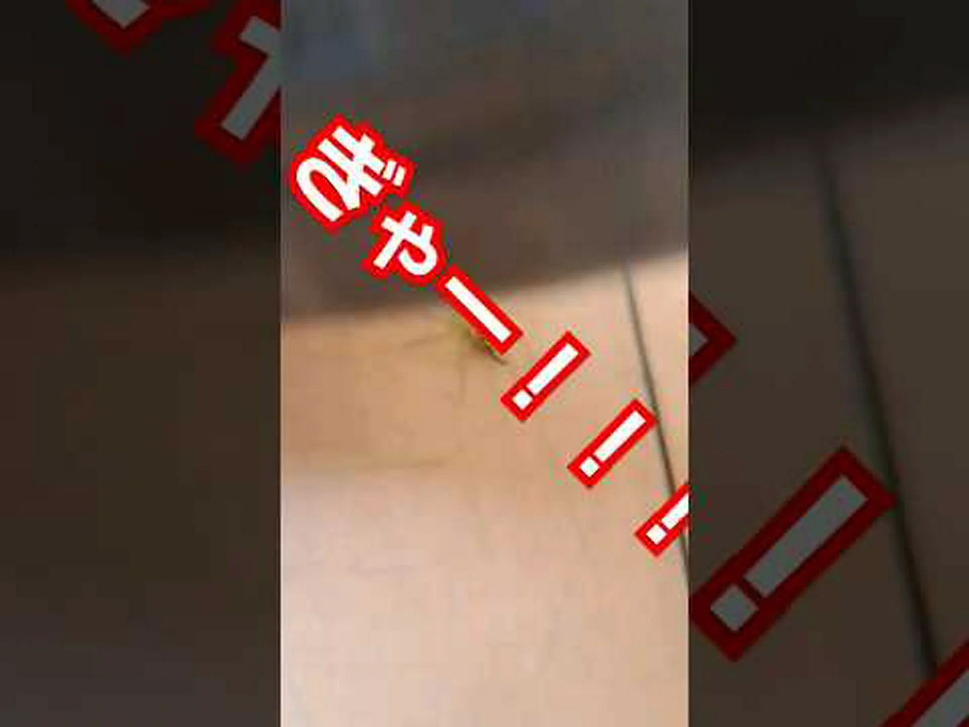 マインツの研究者がこれまでで最長のクモの足を発見 マインツの研究者がこれまでで最長のクモの足を発見