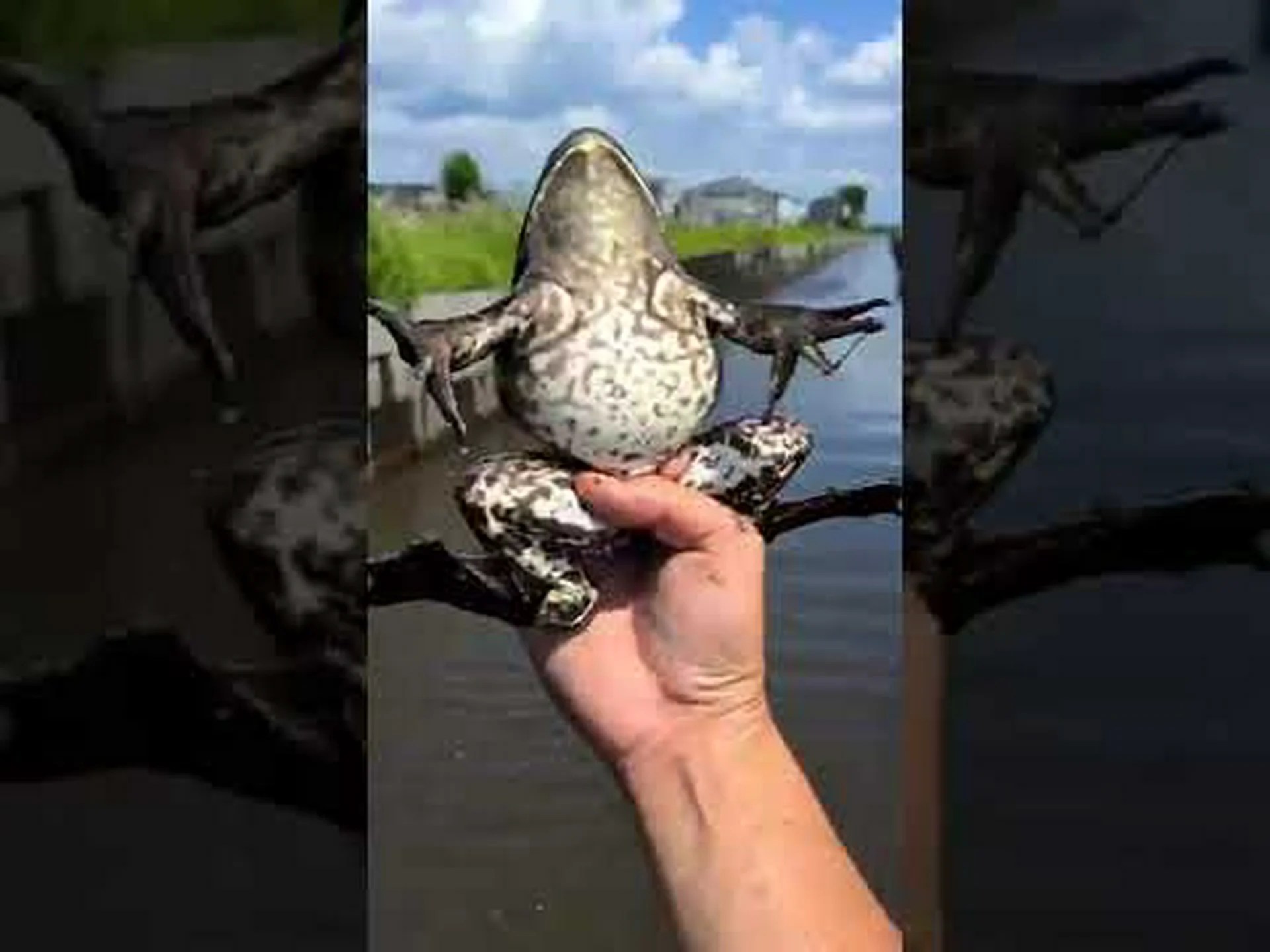 ウシガエルがフランスの池を脅かす ウシガエルがフランスの池を脅かす