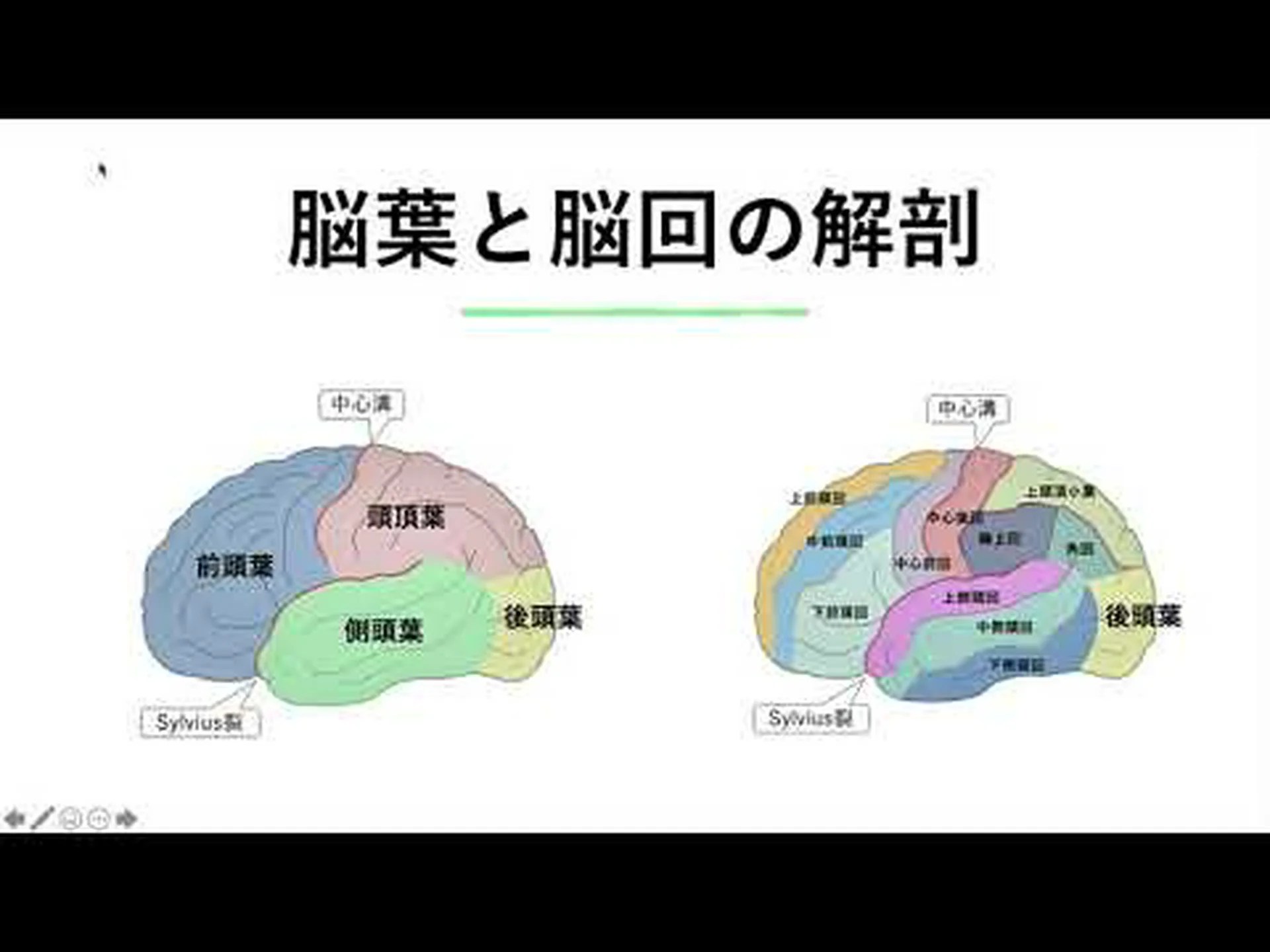 脳の半球が集まる場所 脳の半球が集まる場所