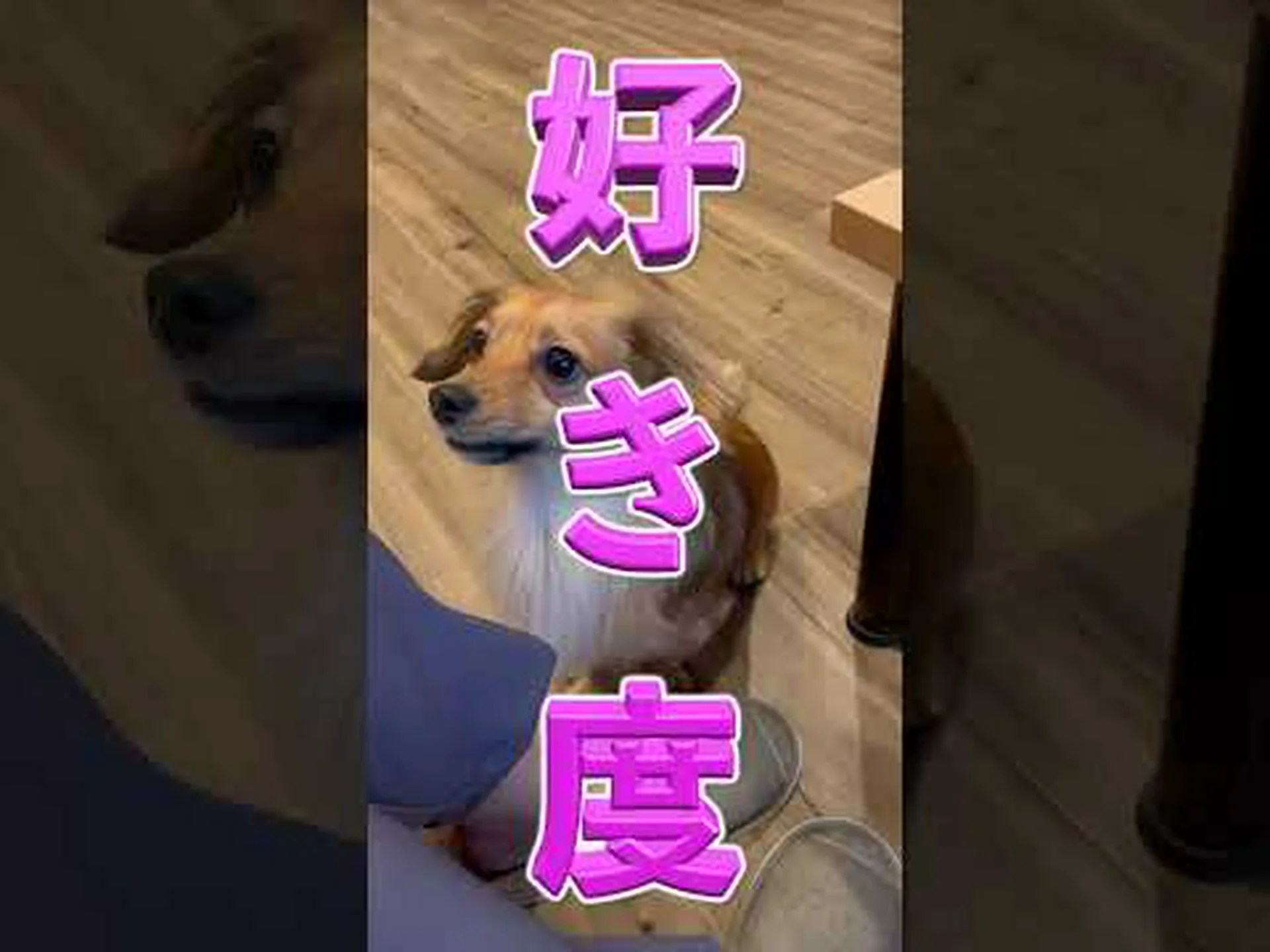 犬は感情を見極める目を持っています 犬は感情を見極める目を持っています