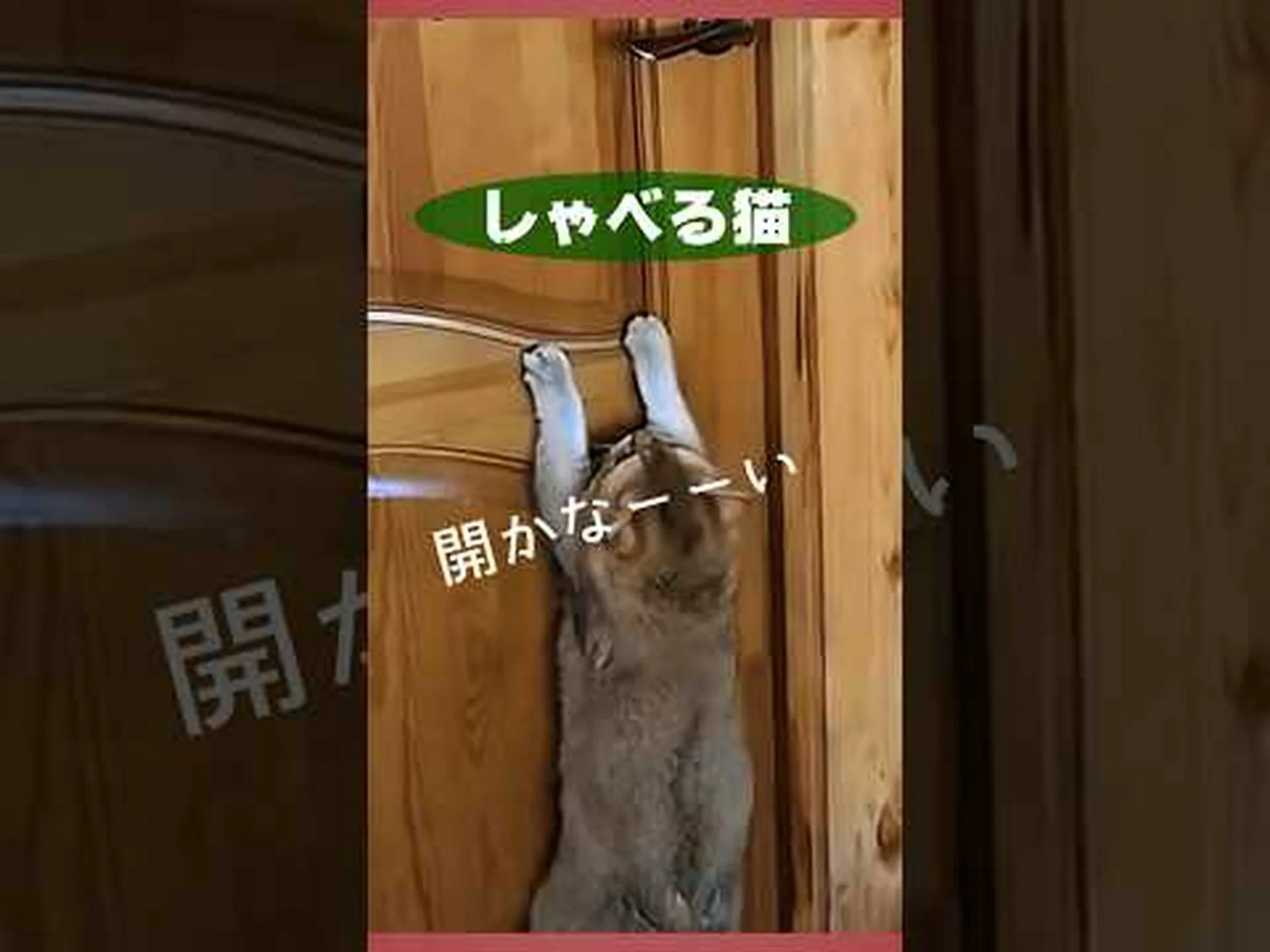 上映された猫 上映された猫