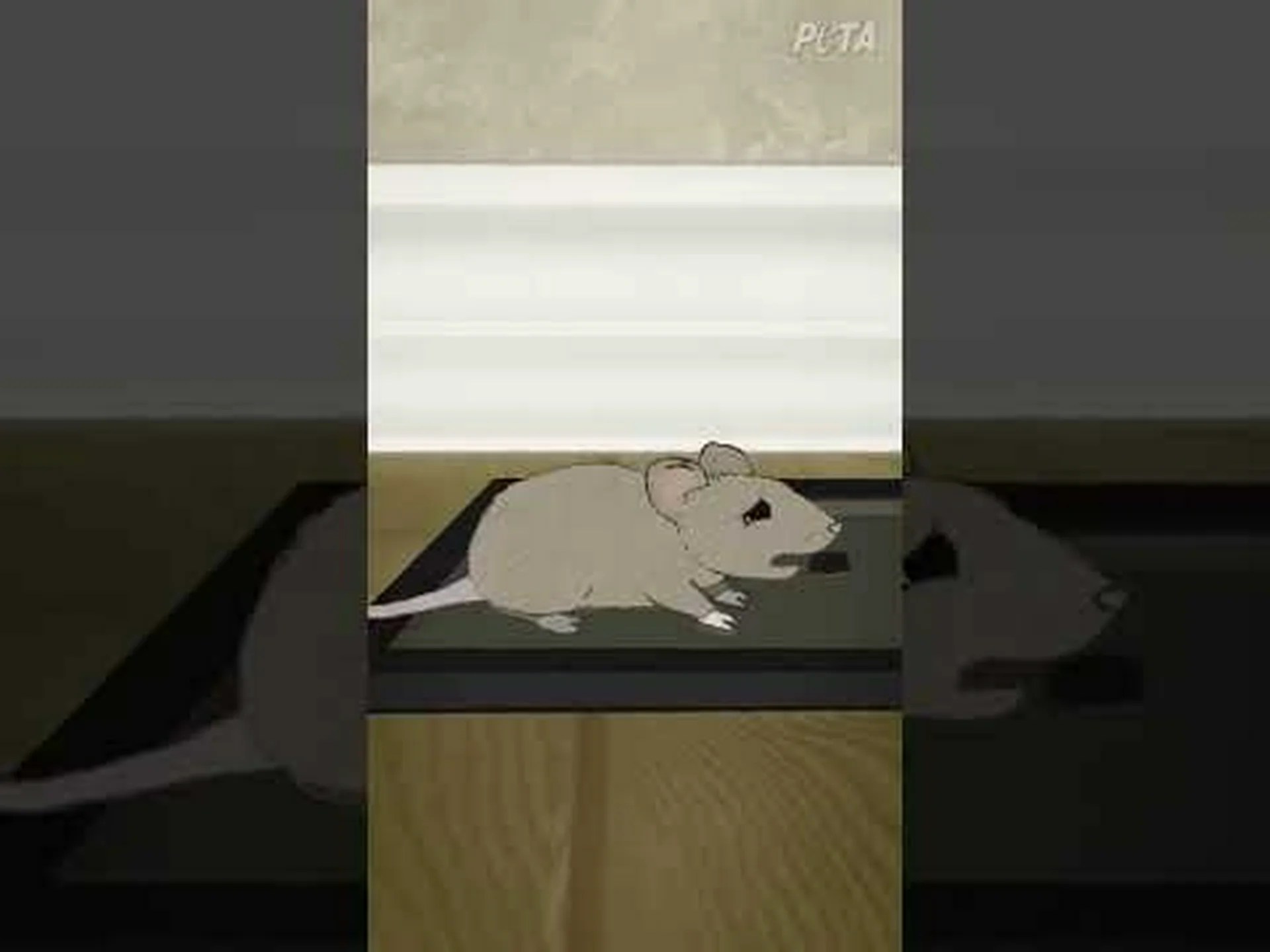 ネズミがフクロウになる仕組み ネズミがフクロウになる仕組み