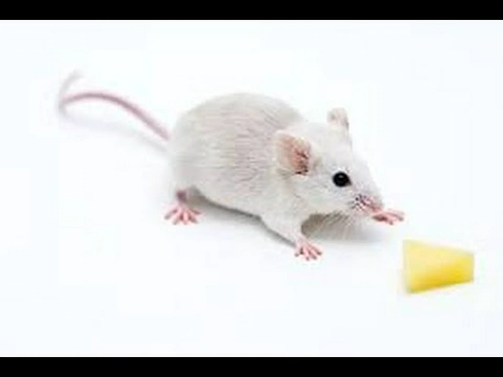 並外れた記憶力を持つ実験用マウス 並外れた記憶力を持つ実験用マウス