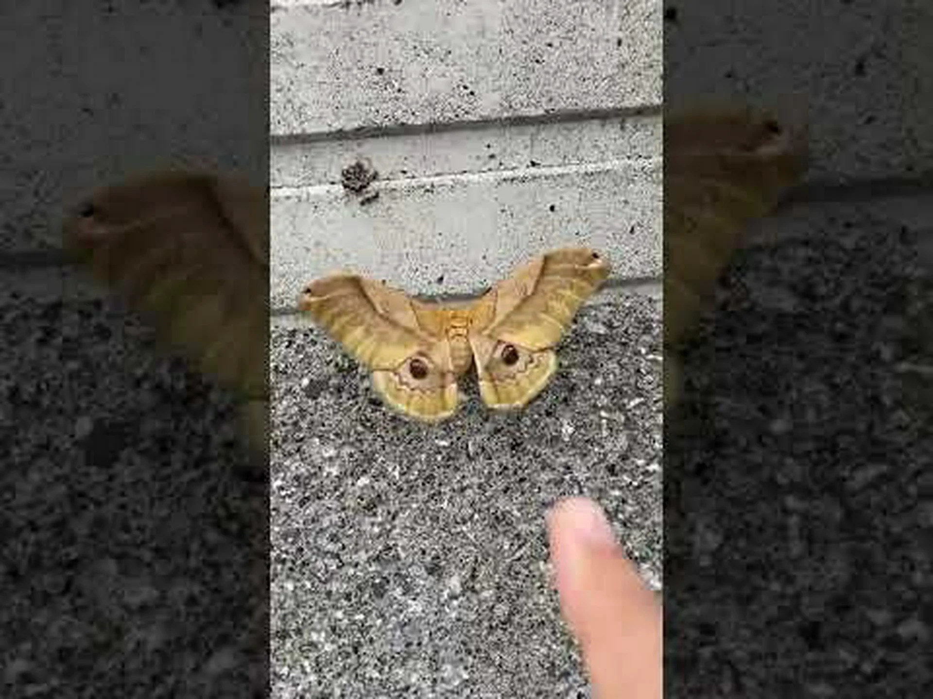 蛾はいつから聞こえるようになったのか 蛾はいつから聞こえるようになったのか