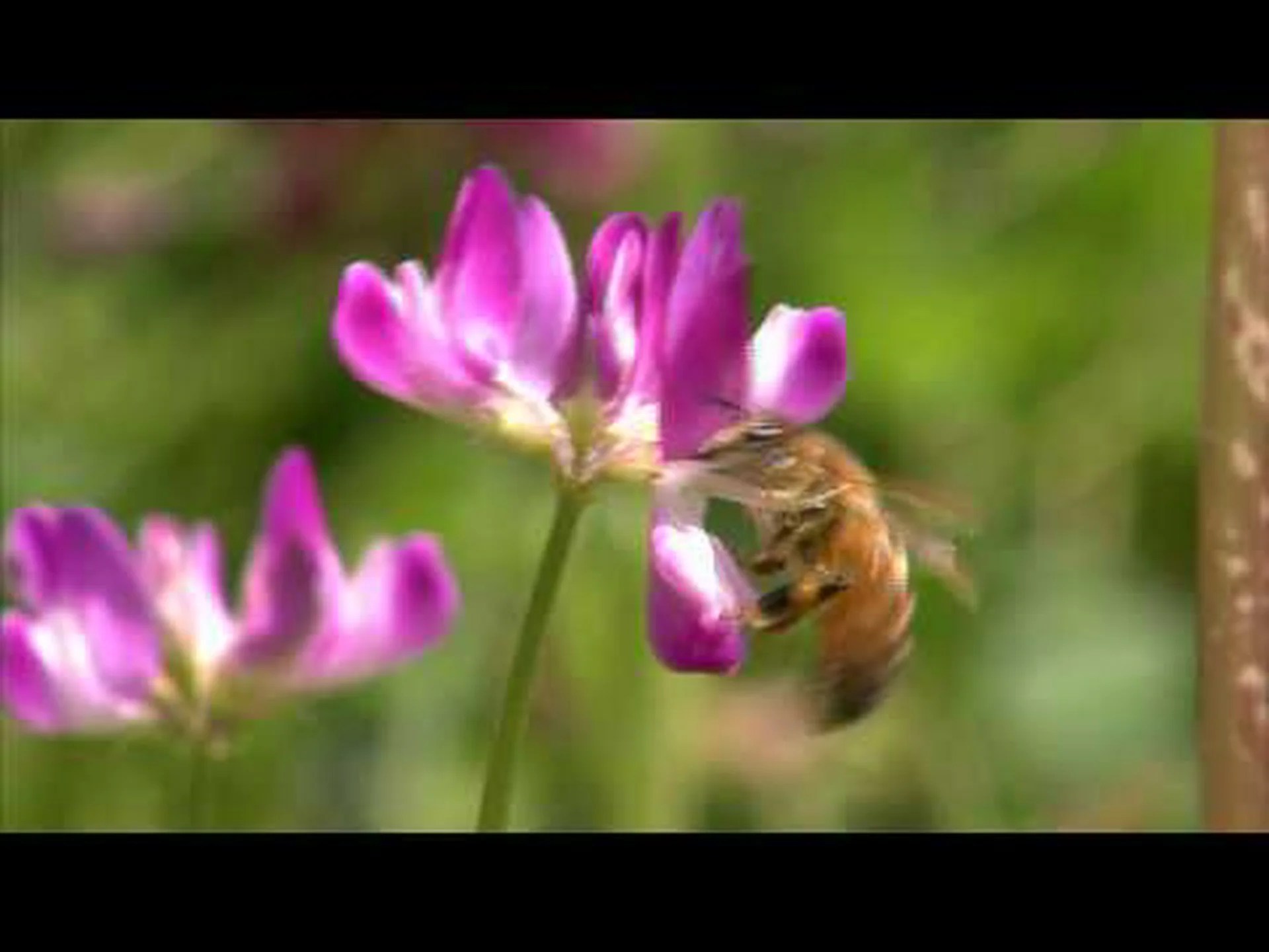 カメラのモデル: ミツバチはこのようにして色を認識します カメラのモデル: ミツバチはこのようにして色を認識します