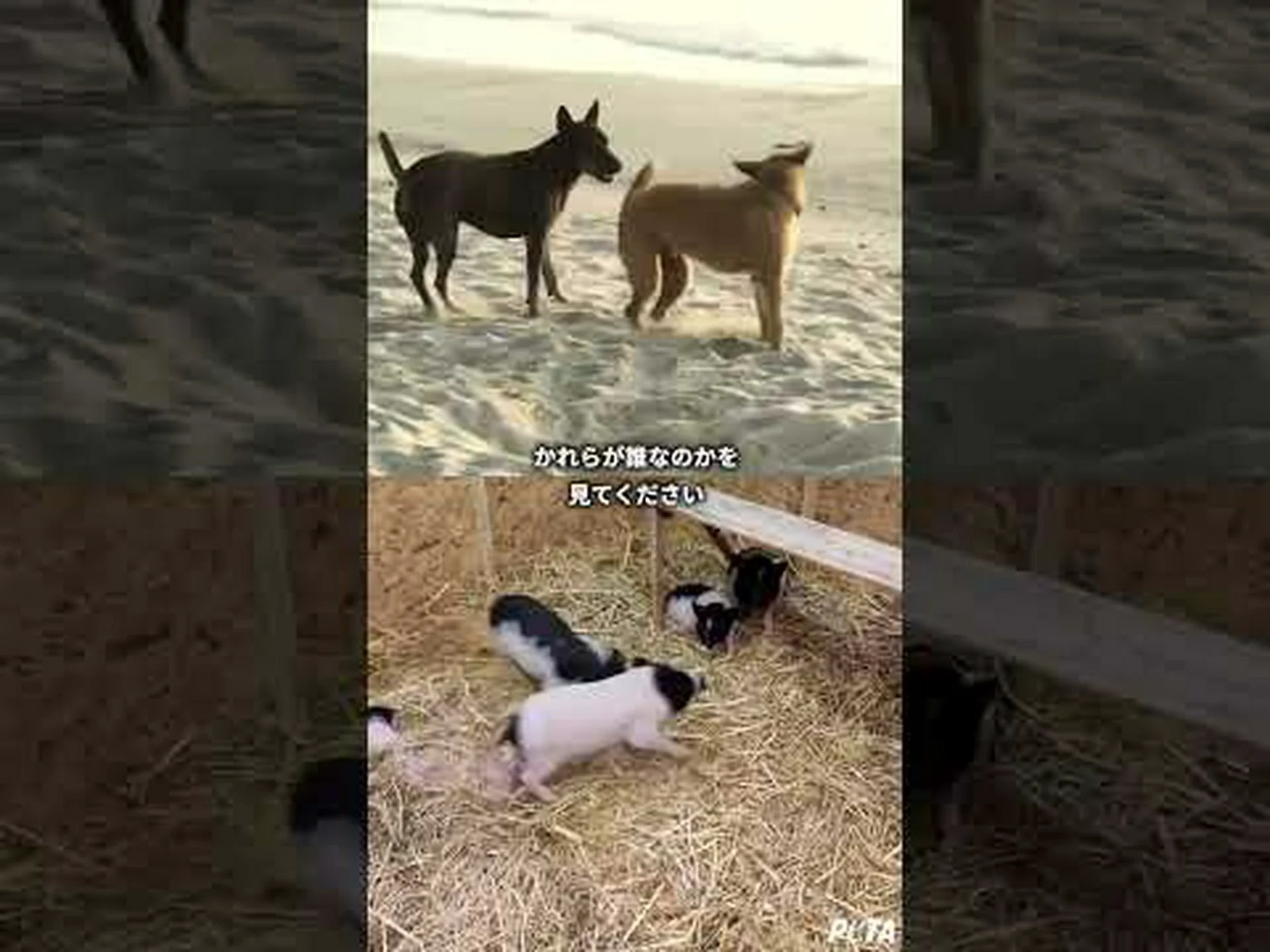 本当に豚っぽい 本当に豚っぽい