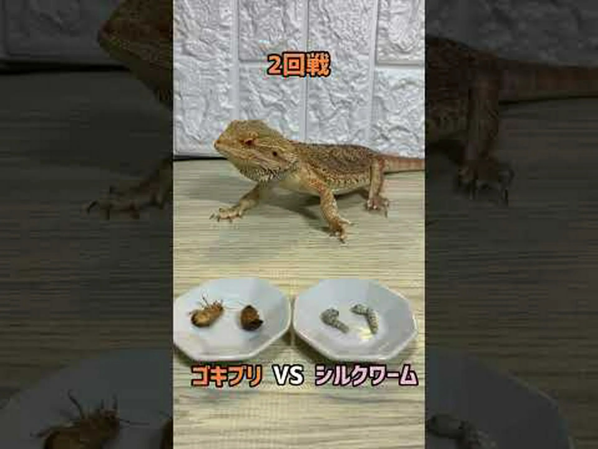 賢いトカゲ 賢いトカゲ