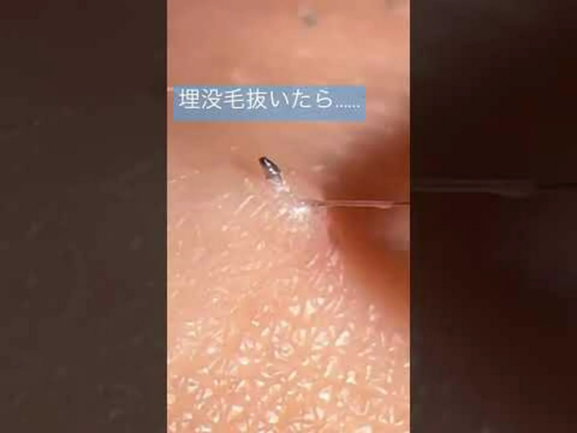 研究者たちは年老いたフクロウに新しい芸を教えている 研究者たちは年老いたフクロウに新しい芸を教えている