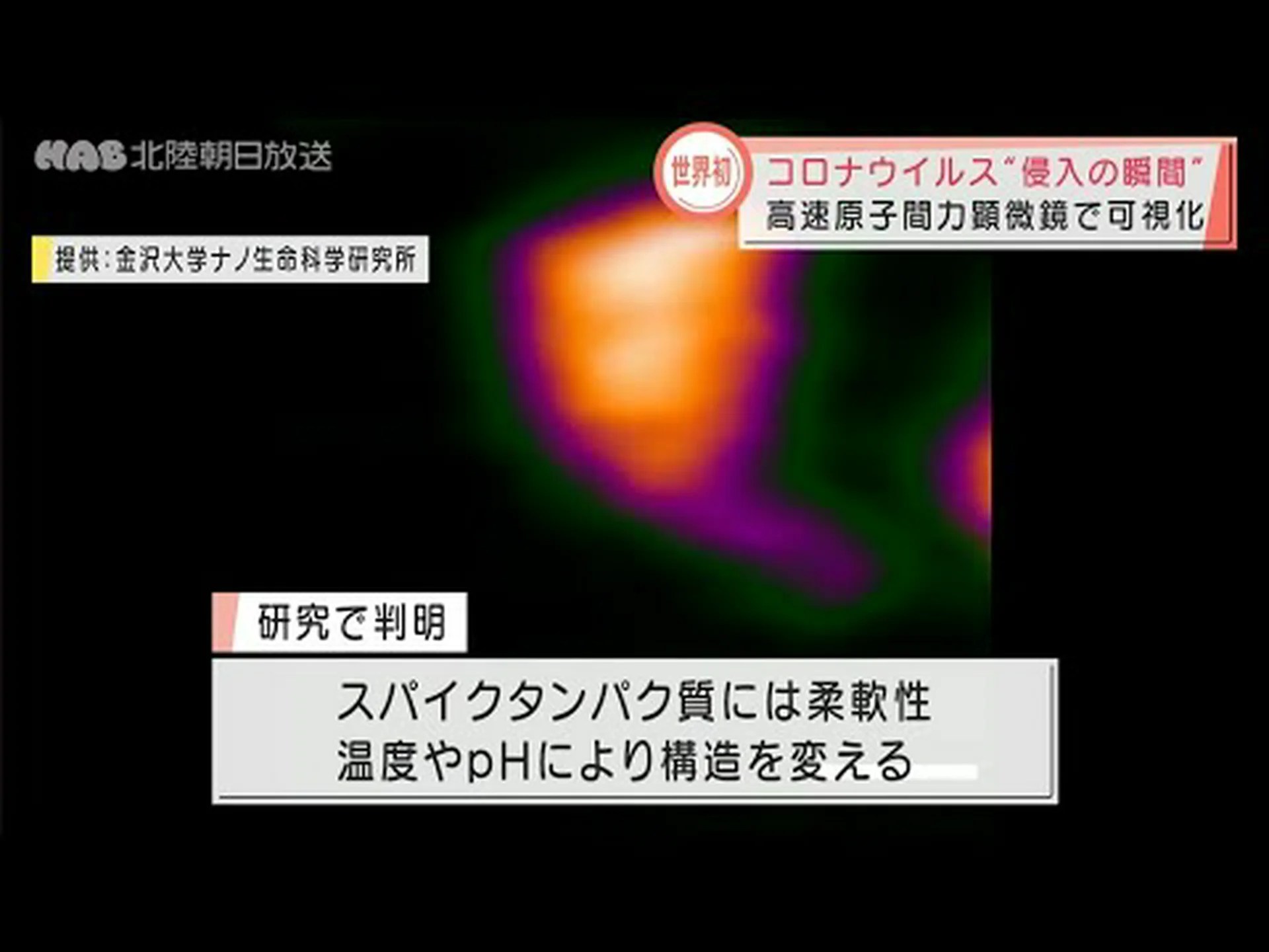 ウイルスは数回試行しないと細胞に侵入できません ウイルスは数回試行しないと細胞に侵入できません