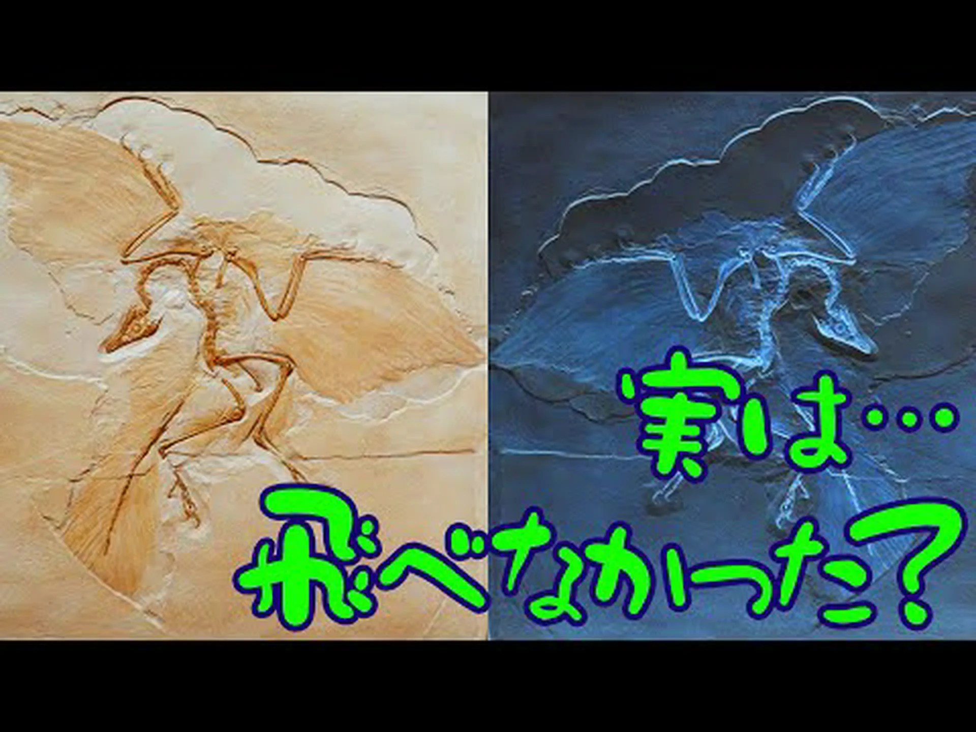 始祖鳥: 11番が最古 始祖鳥: 11番が最古