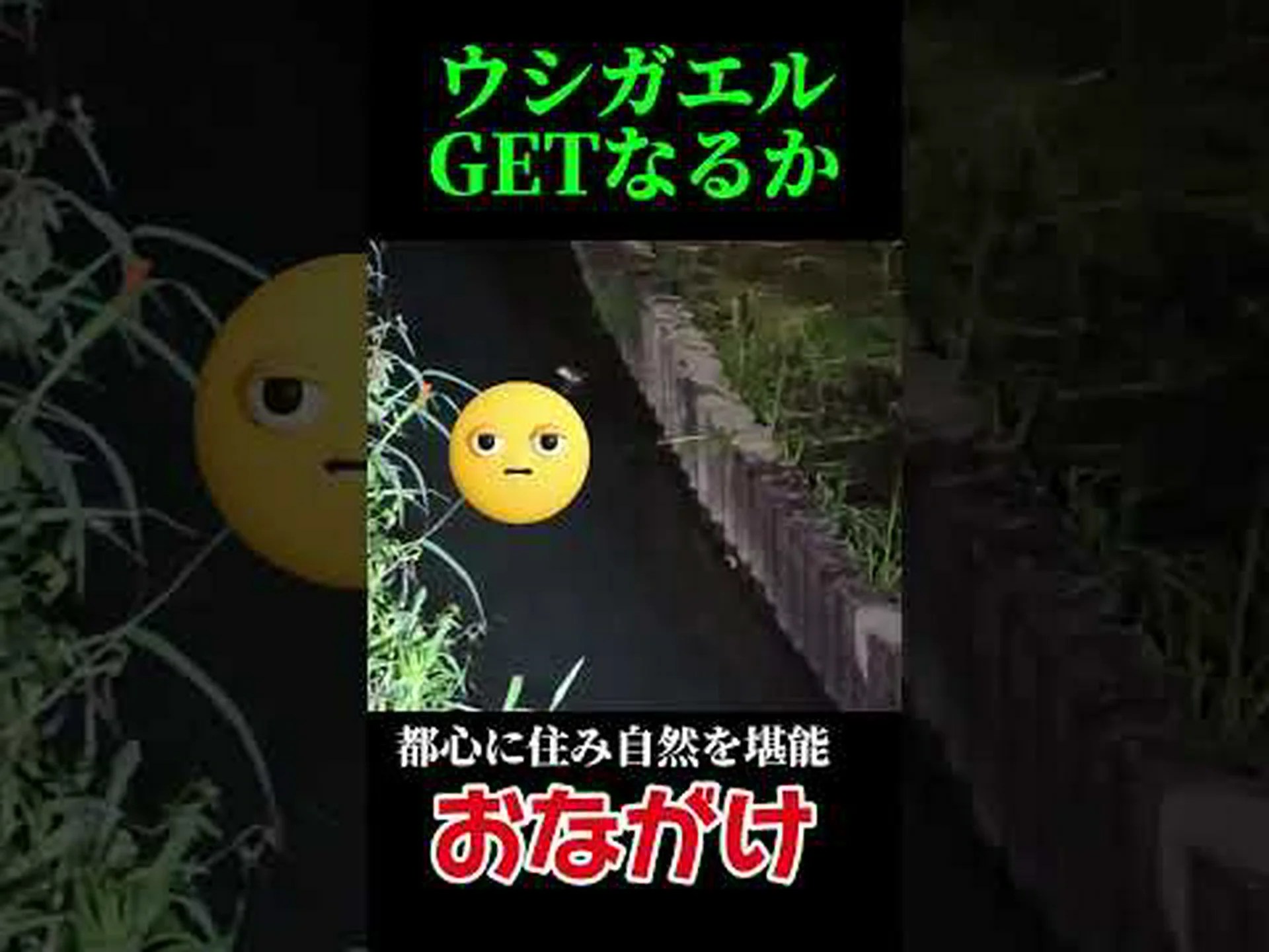 好奇心旺盛:都会のカエルはセクシーに歌う 好奇心旺盛:都会のカエルはセクシーに歌う