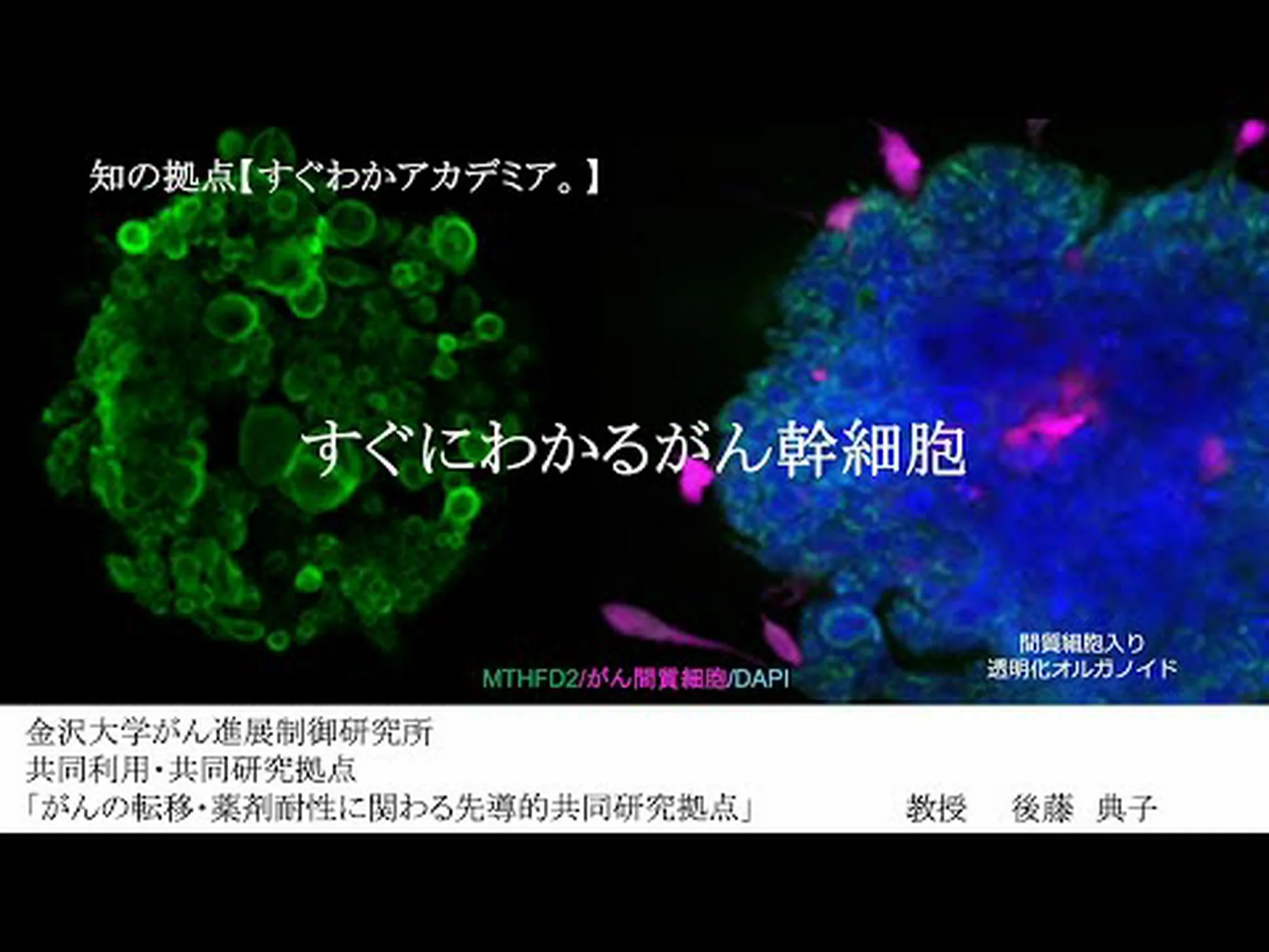 脳幹細胞の分化のトリガーを証明 脳幹細胞の分化のトリガーを証明
