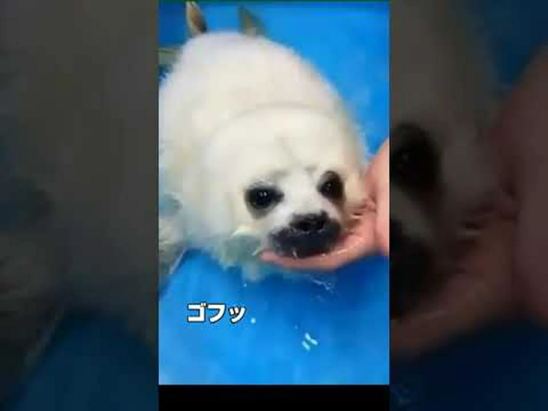 ヘリゴランドでアザラシの赤ちゃんが行方不明 ヘリゴランドでアザラシの赤ちゃんが行方不明