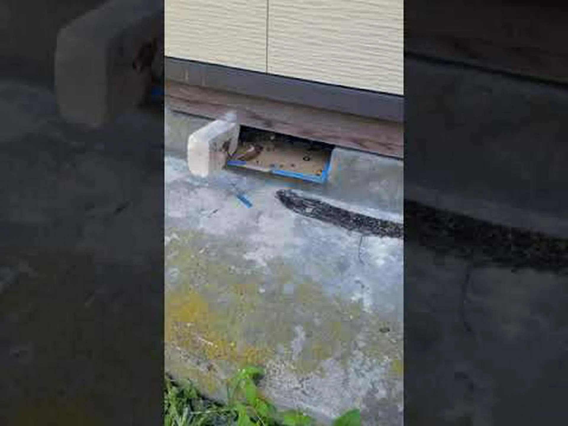 ネズミのミイラが高度記録を確認 ネズミのミイラが高度記録を確認