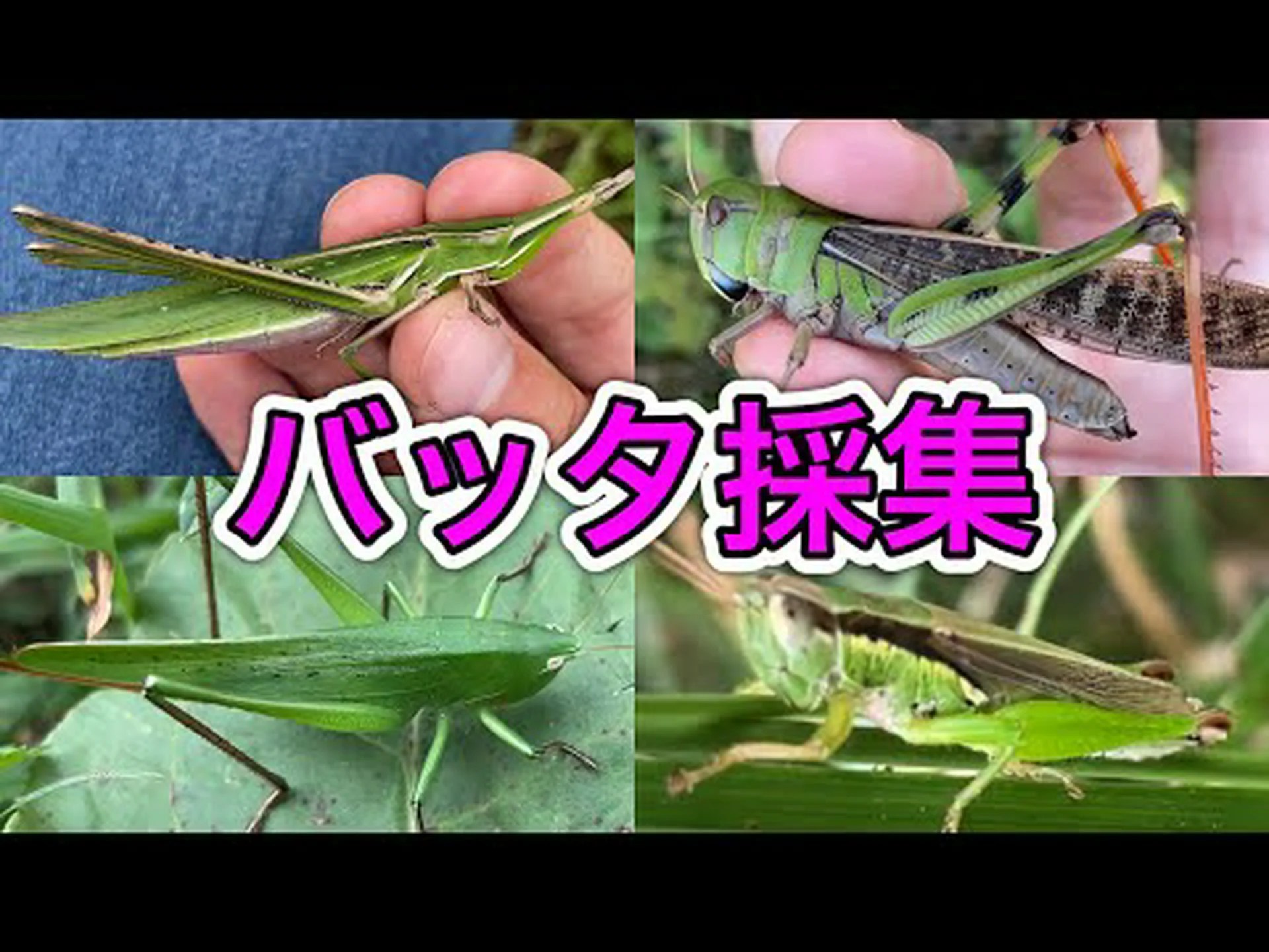 崖の上のバッタ 崖の上のバッタ