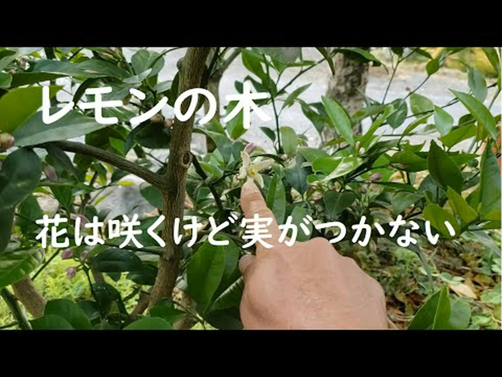 鏡像の花を持つ植物は自家受粉から身を守る 鏡像の花を持つ植物は自家受粉から身を守る