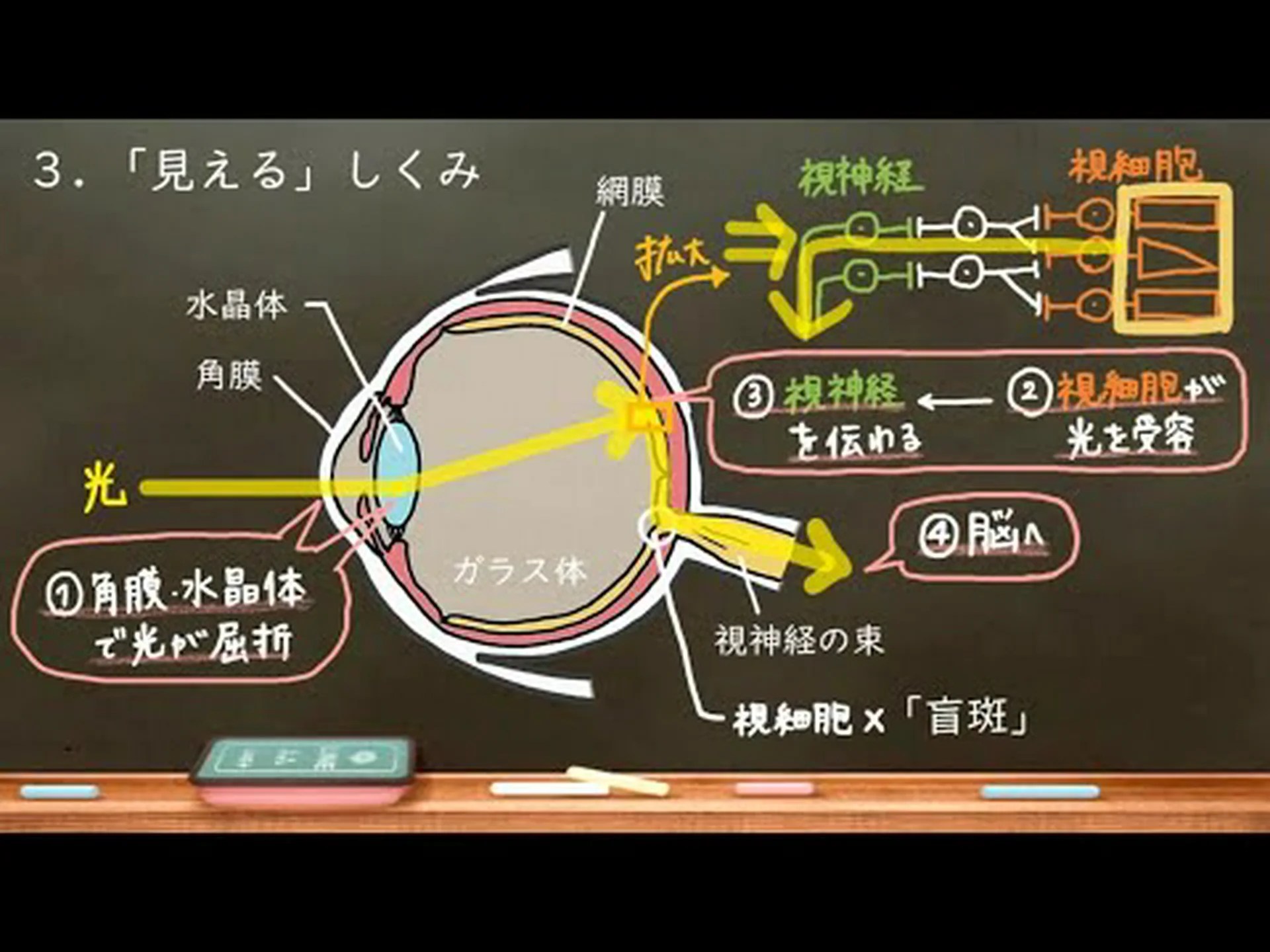 簡単に報告します: 生物の中のメトセラ 簡単に報告します: 生物の中のメトセラ