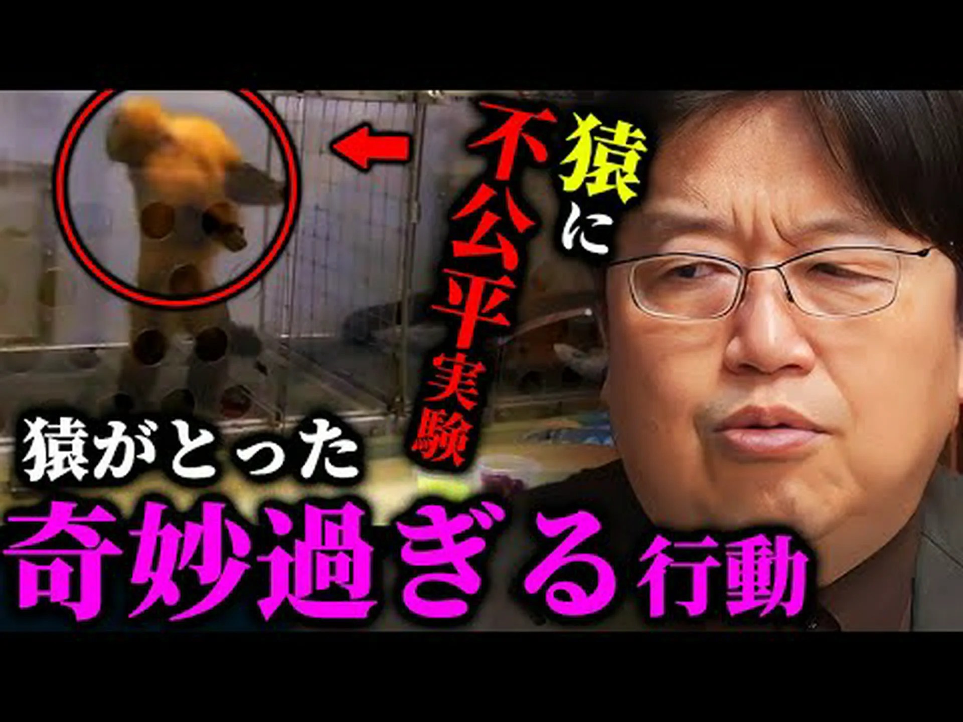 不可解なサル 不可解なサル