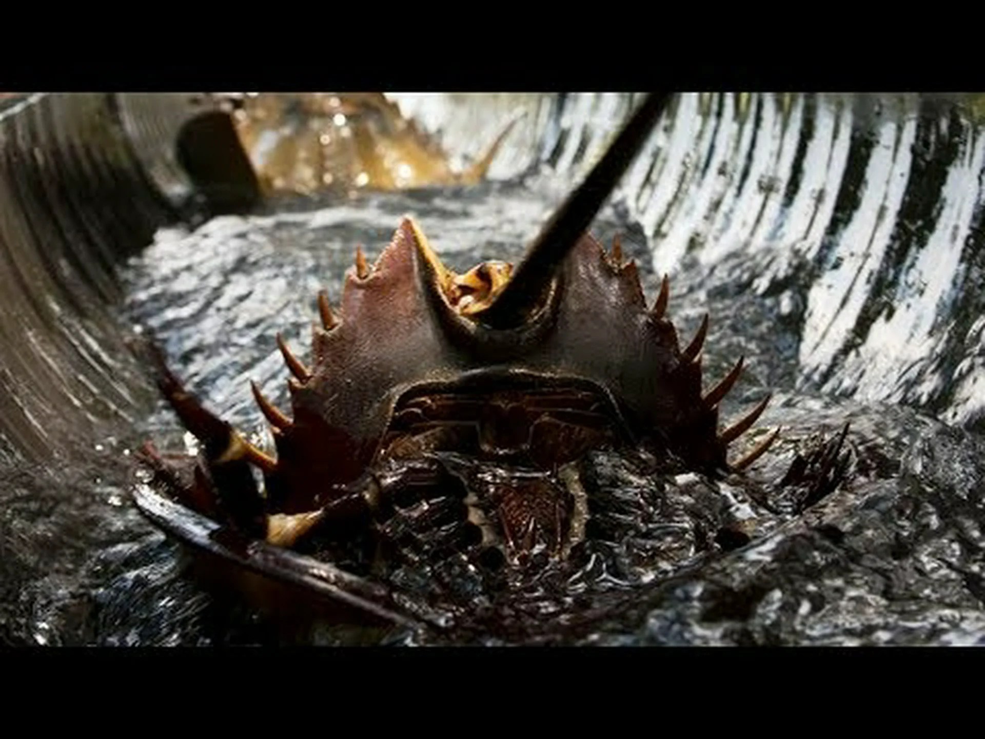 世界最古の動物の化石 世界最古の動物の化石