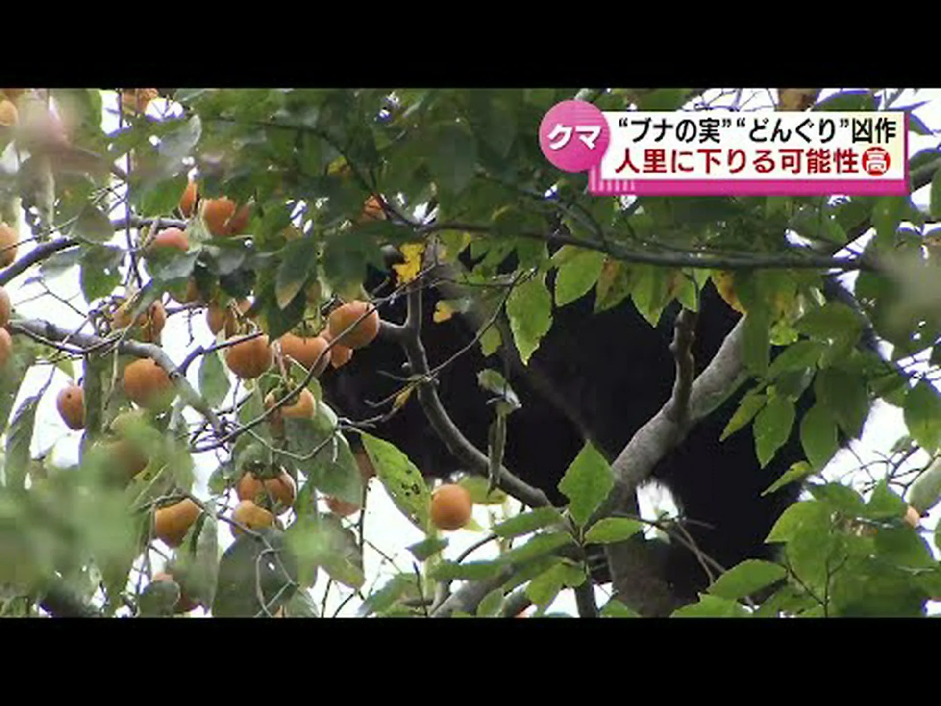 秋にはブナの実が豊作になります 秋にはブナの実が豊作になります