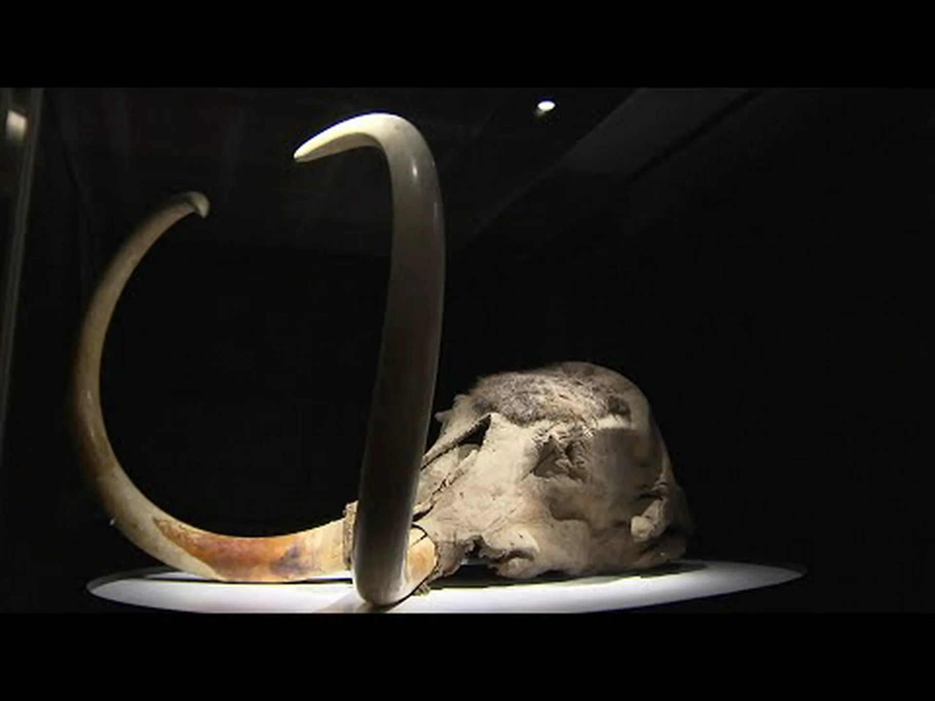 ケナガマンモス: 遺伝子の秘密を追う ケナガマンモス: 遺伝子の秘密を追う