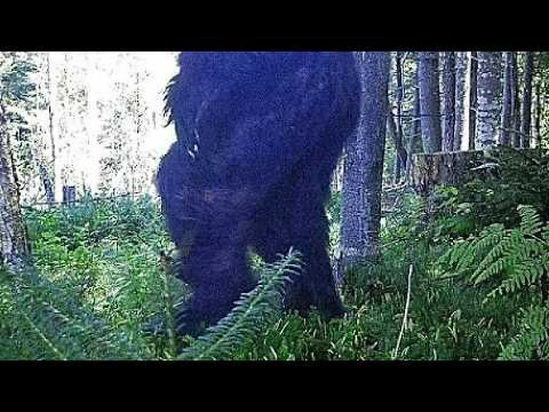 オオカミの“新種”発見! オオカミの“新種”発見!