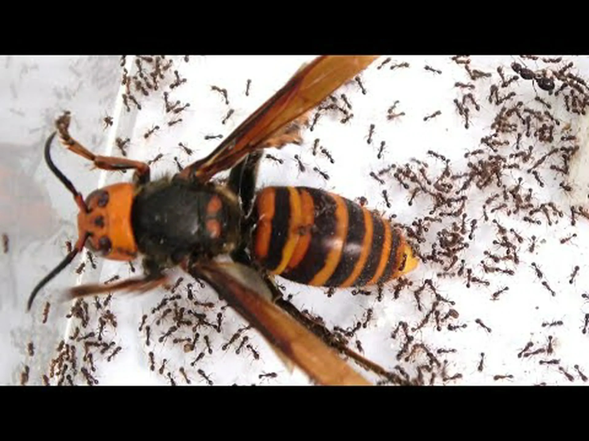 スズメバチとアリの関係 スズメバチとアリの関係