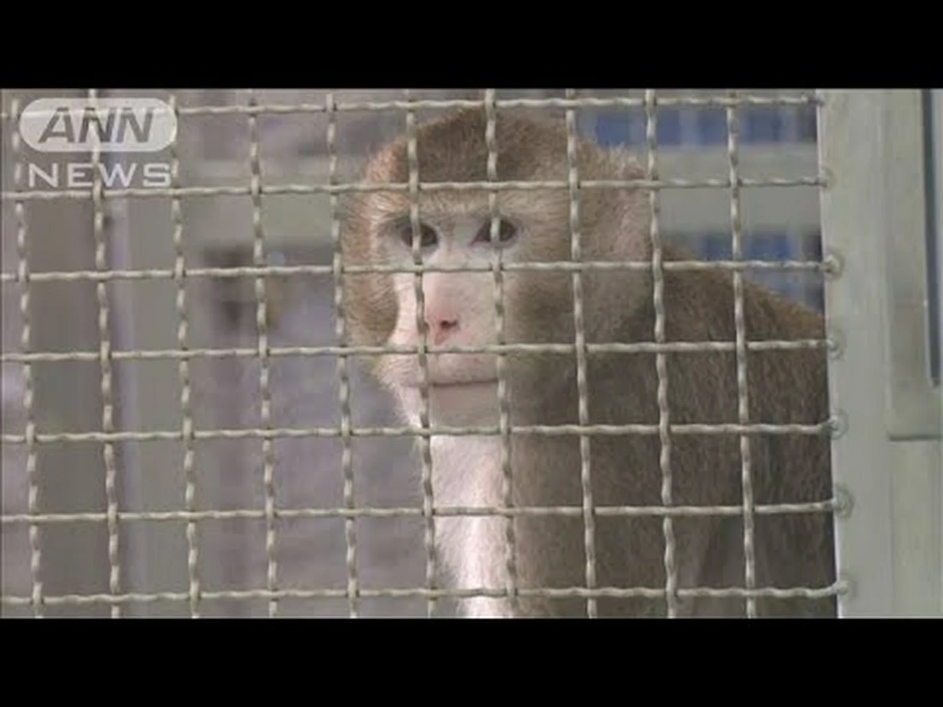 エイズワクチンはサルでの試験に成功 エイズワクチンはサルでの試験に成功