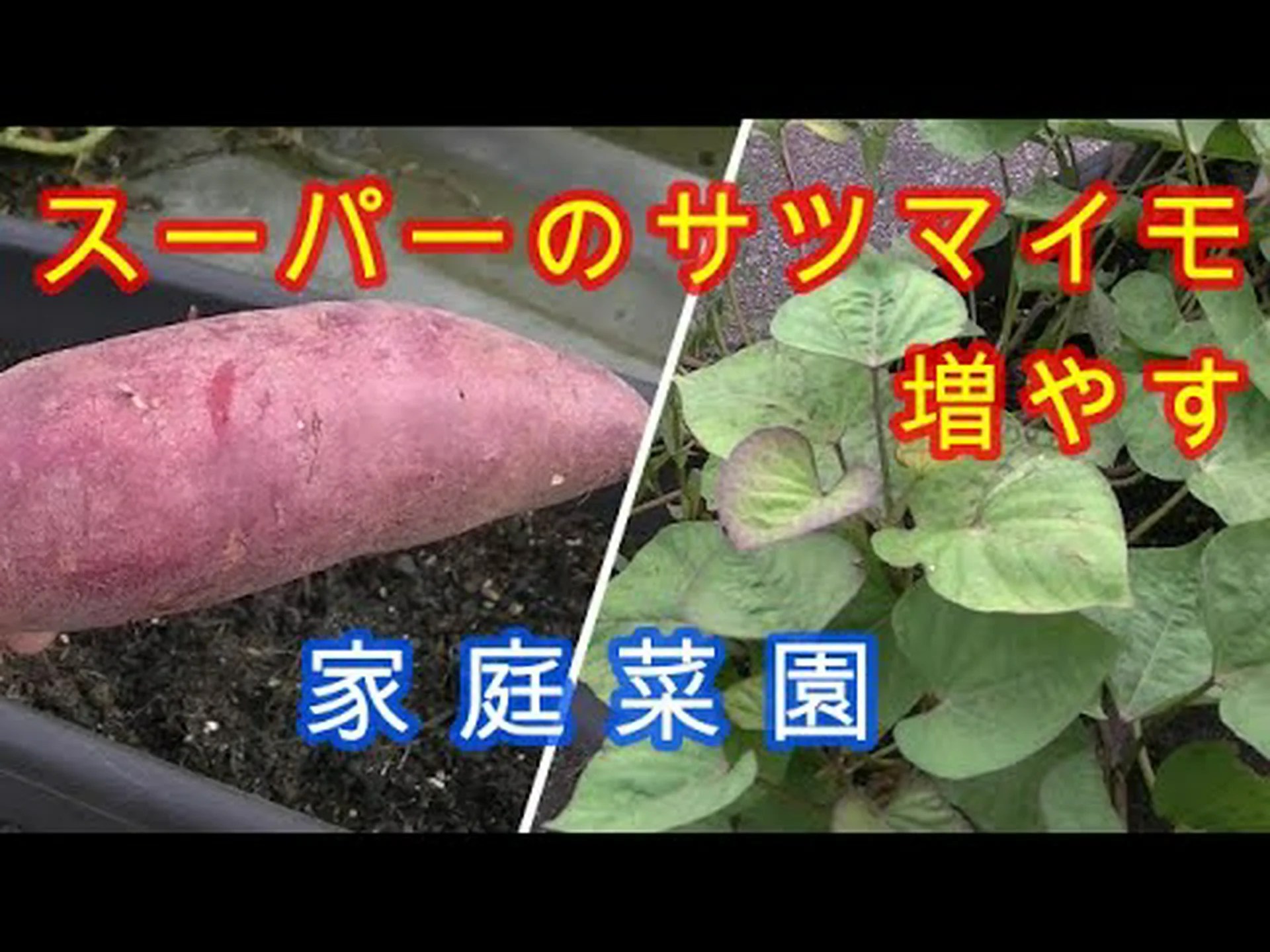 天然遺伝子組み換えサツマイモ 天然遺伝子組み換えサツマイモ