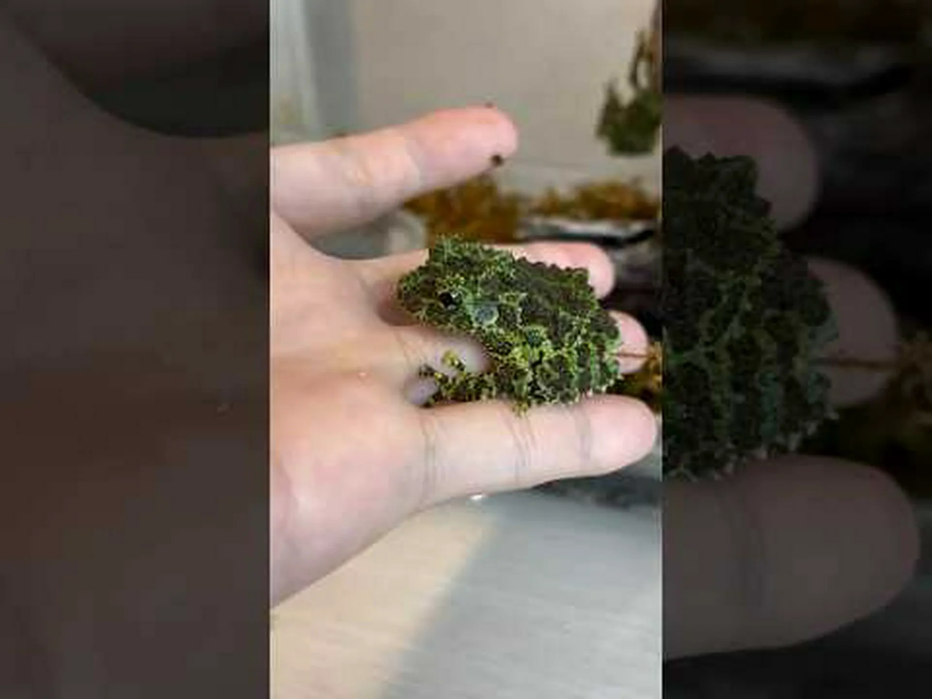 両生類: 隠された輝きが明らかに 両生類: 隠された輝きが明らかに