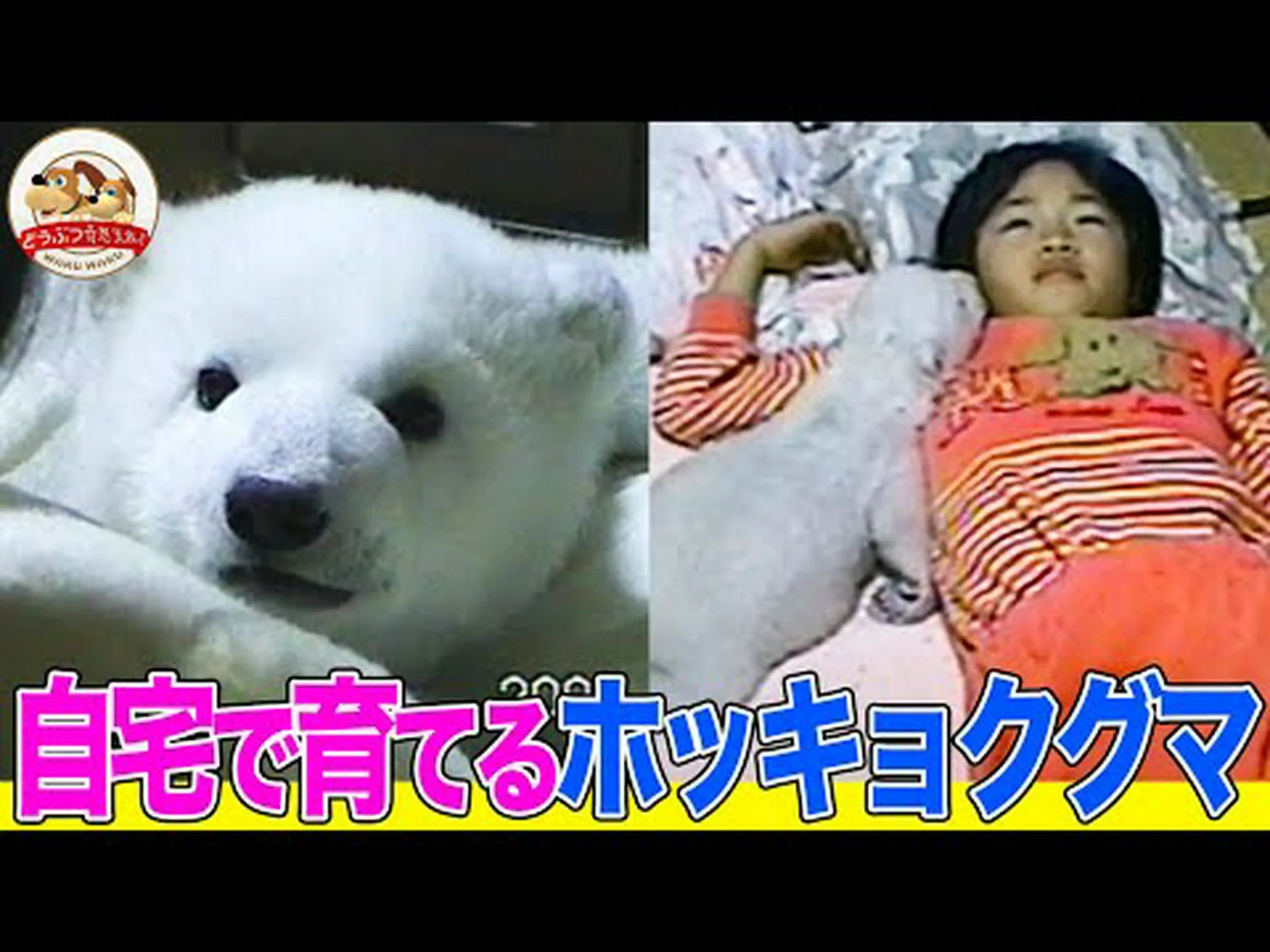 ホッキョクグマが聞いていること ホッキョクグマが聞いていること