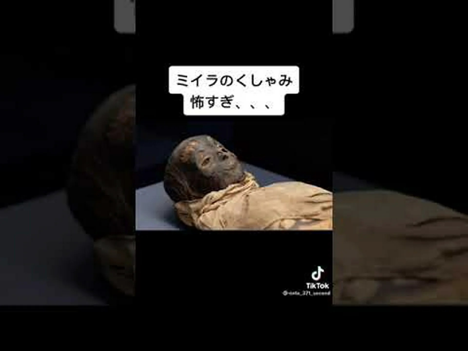 犬の視線の秘密を辿って 犬の視線の秘密を辿って