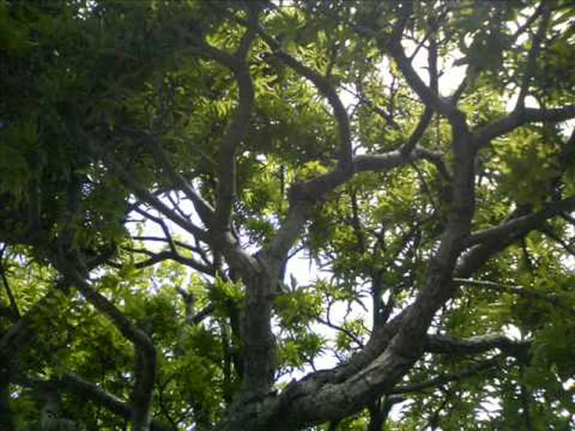 牛さんも元気ですか? 牛さんも元気ですか?