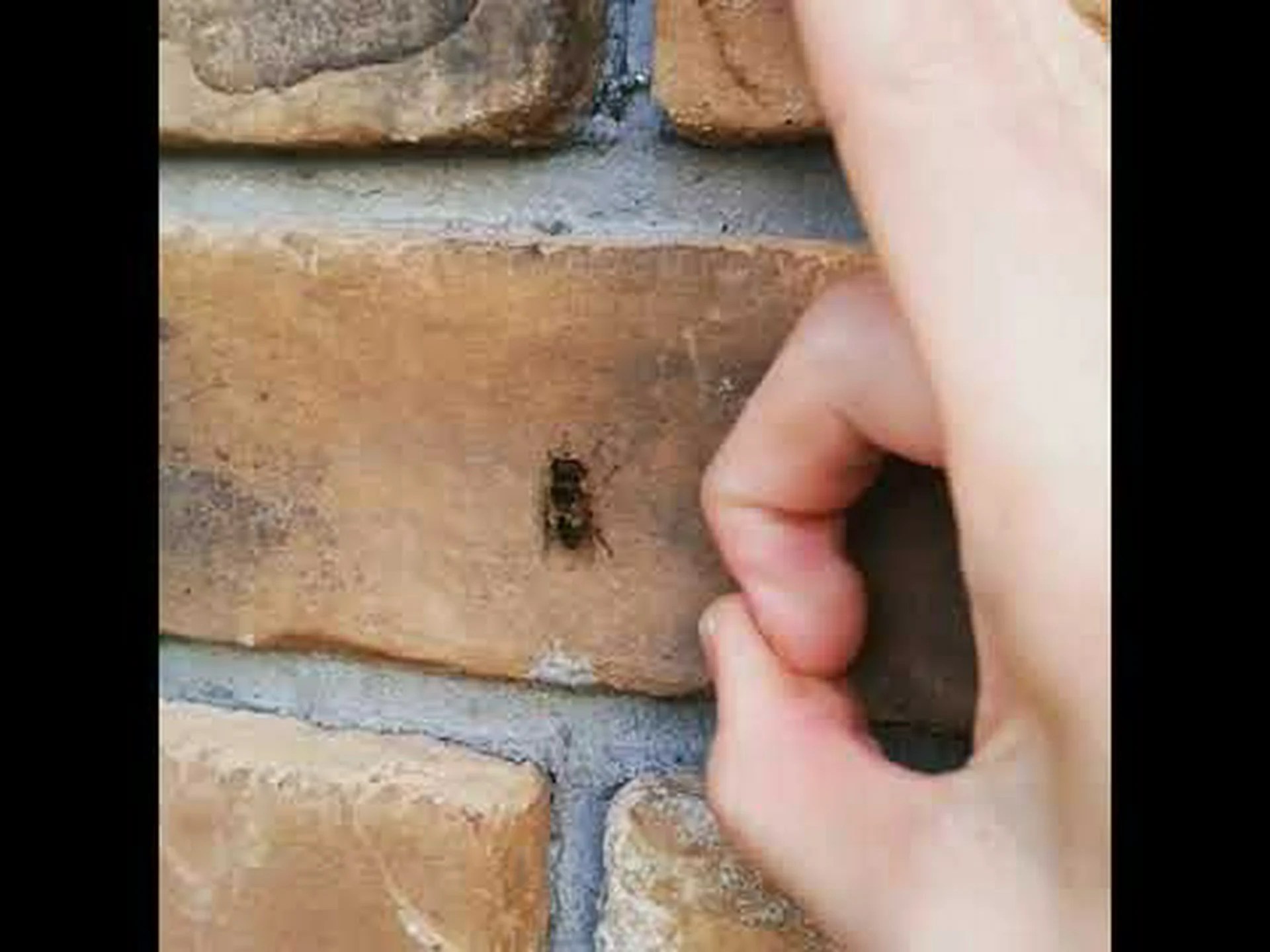 ハナアブは気温によって色が変わります ハナアブは気温によって色が変わります