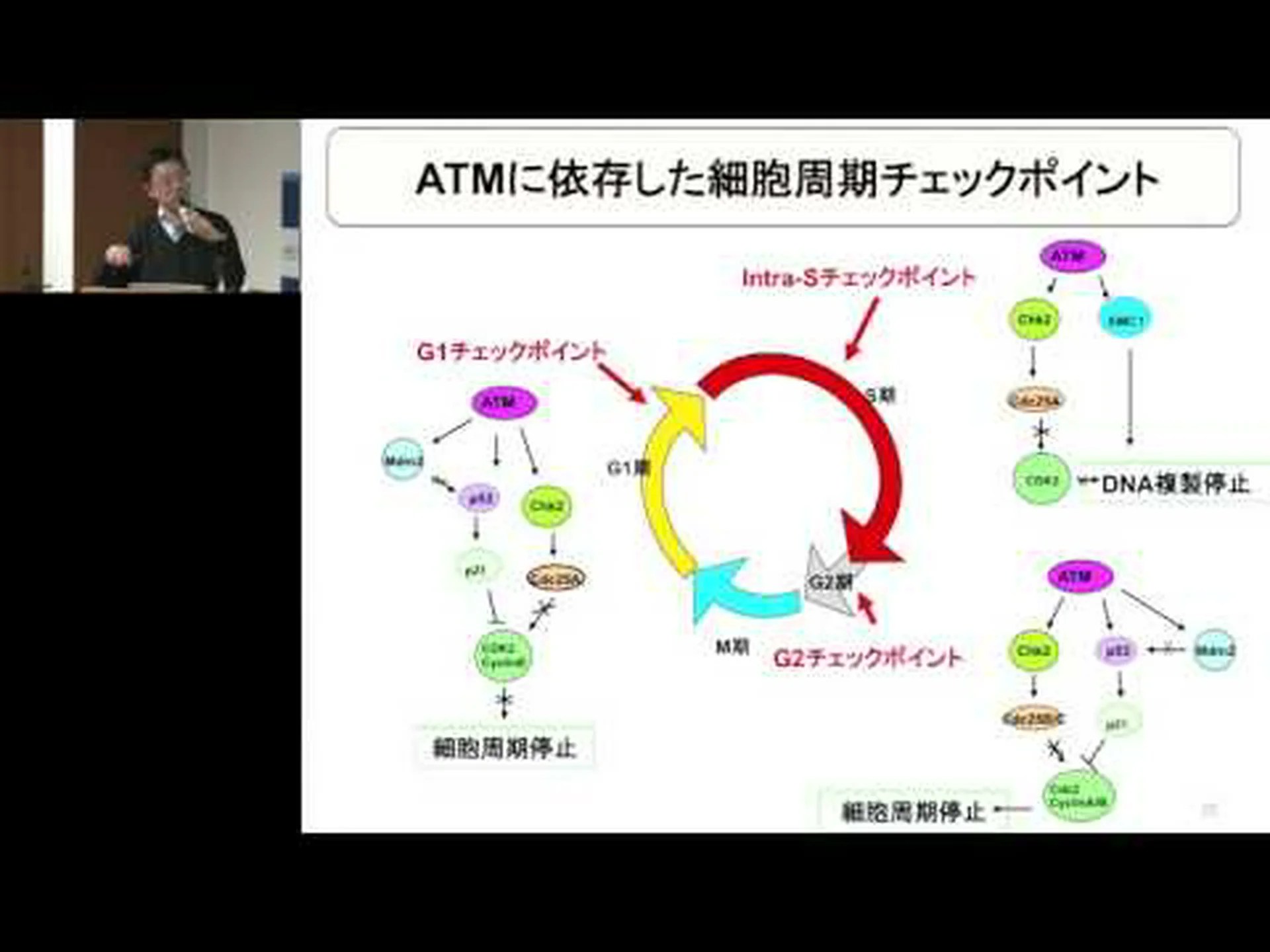 有効成分がゲノムへの放射線損傷を修復します 有効成分がゲノムへの放射線損傷を修復します