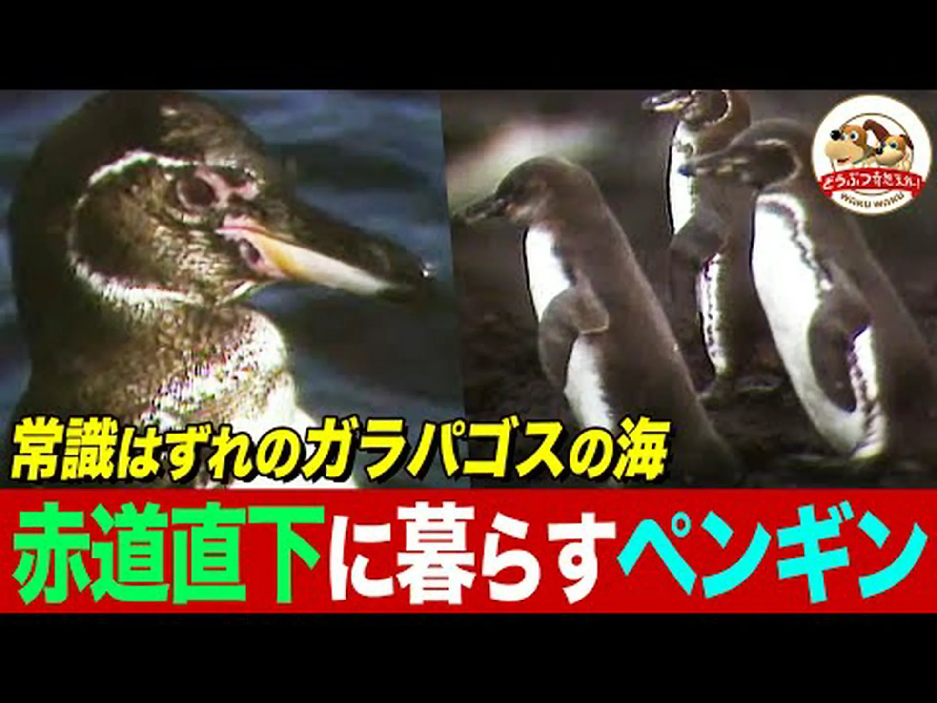気候変動がペンギンの進化を促した 気候変動がペンギンの進化を促した