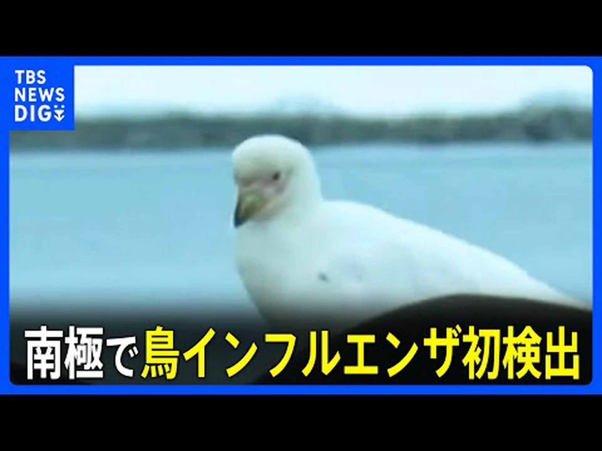 鳥インフルエンザに感染したペンギン 鳥インフルエンザに感染したペンギン