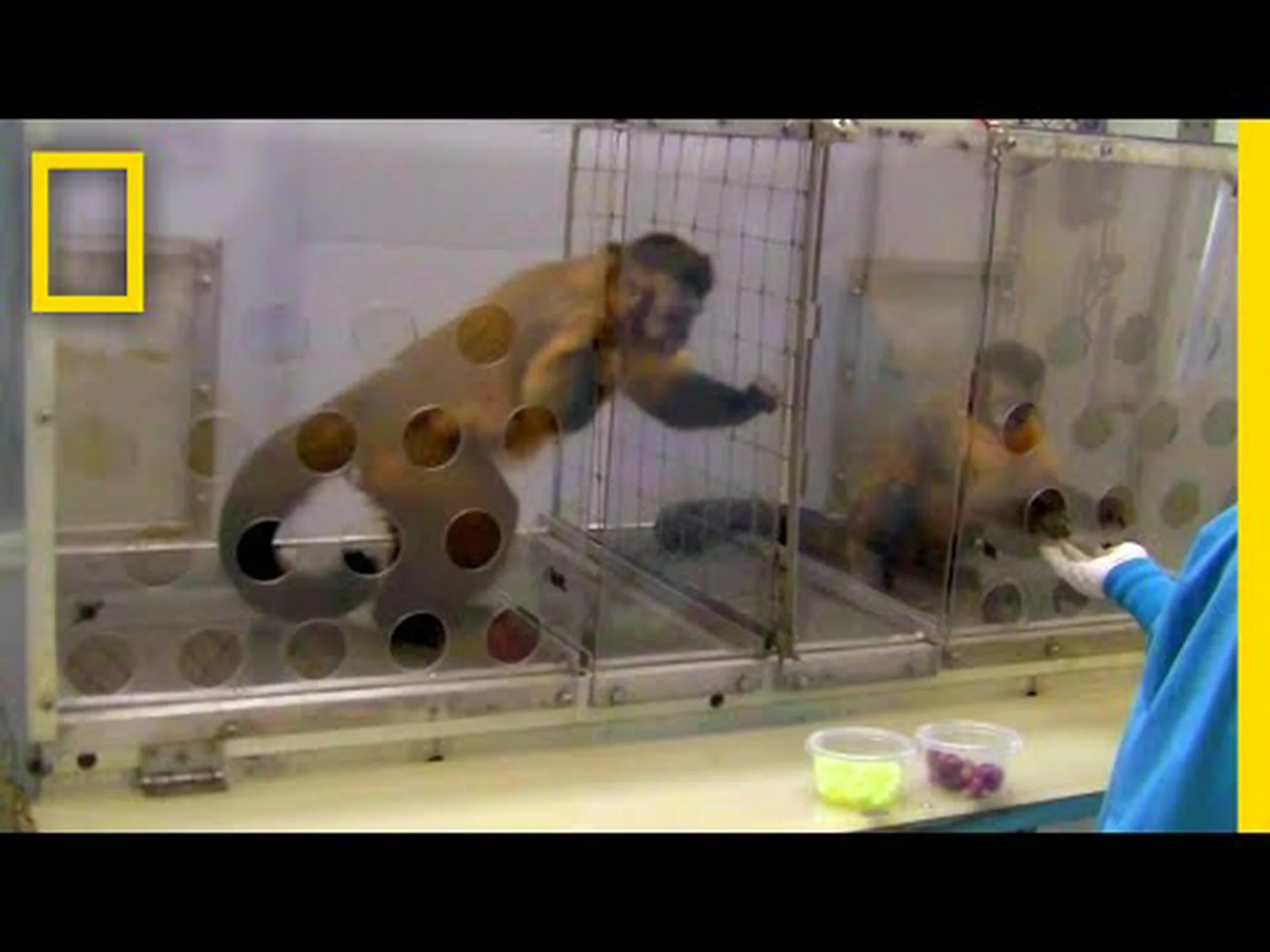 人間は典型的な猿の脳を持っている 人間は典型的な猿の脳を持っている