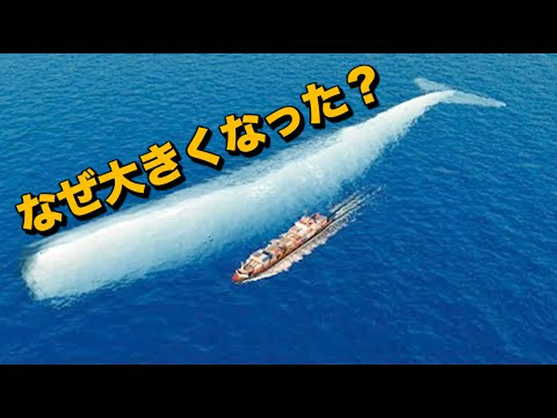 シロナガスクジラはどのようにして巨人になったのでしょうか? シロナガスクジラはどのようにして巨人になったのでしょうか?