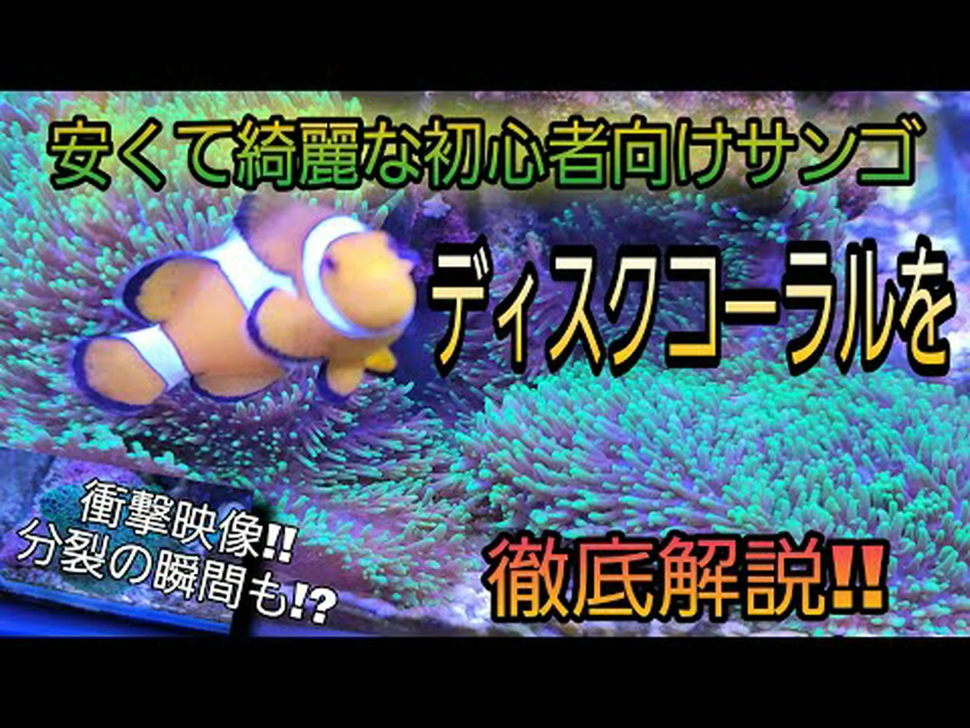 寛容なサンゴ 寛容なサンゴ