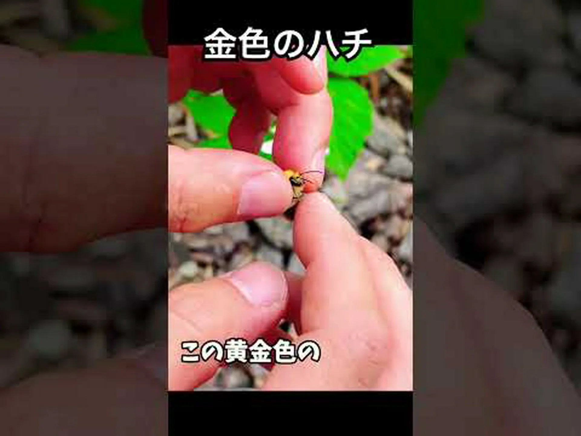 都会のマルハナバチはもっと大きい 都会のマルハナバチはもっと大きい