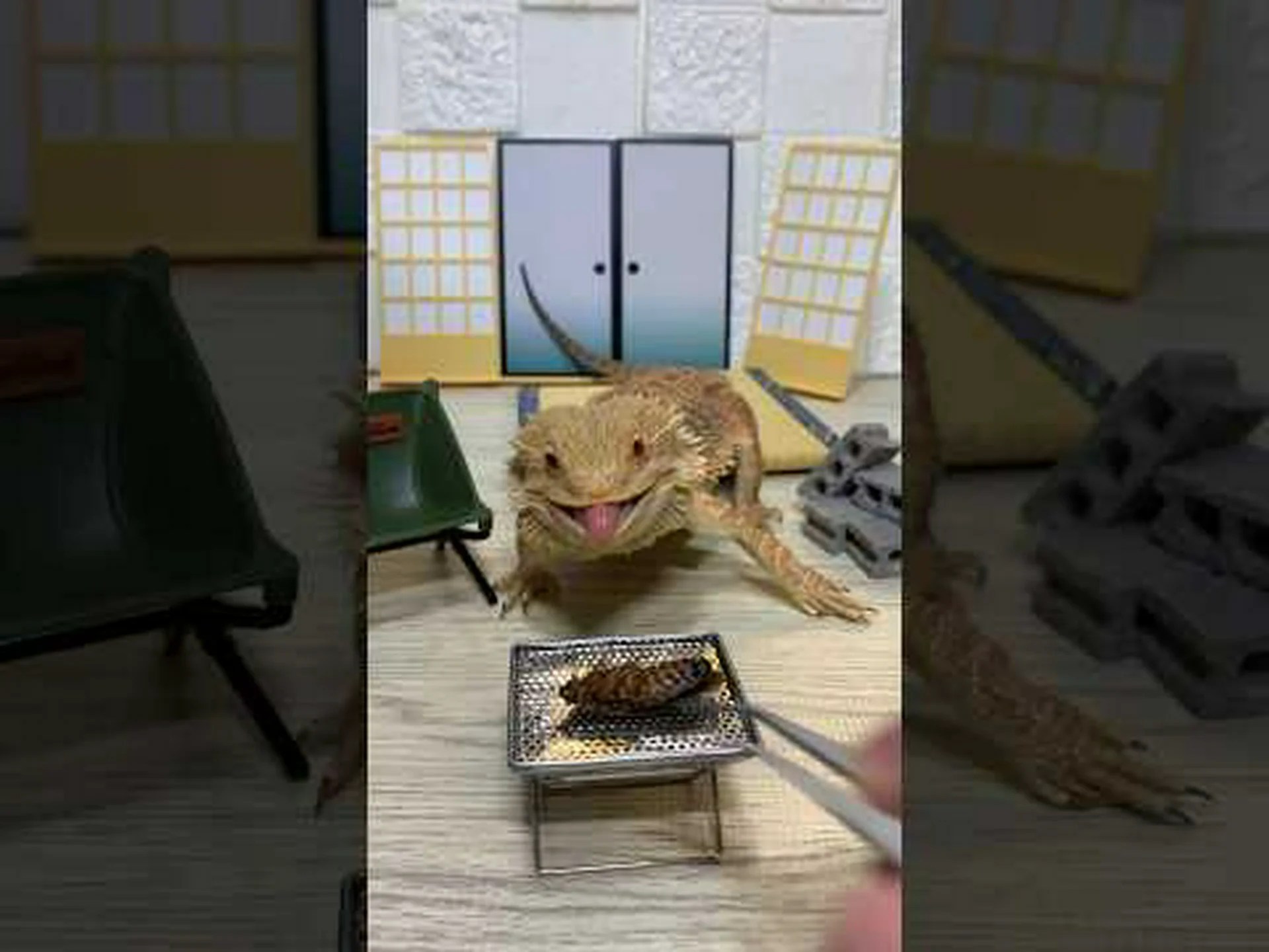 古代のトカゲが特定された 古代のトカゲが特定された