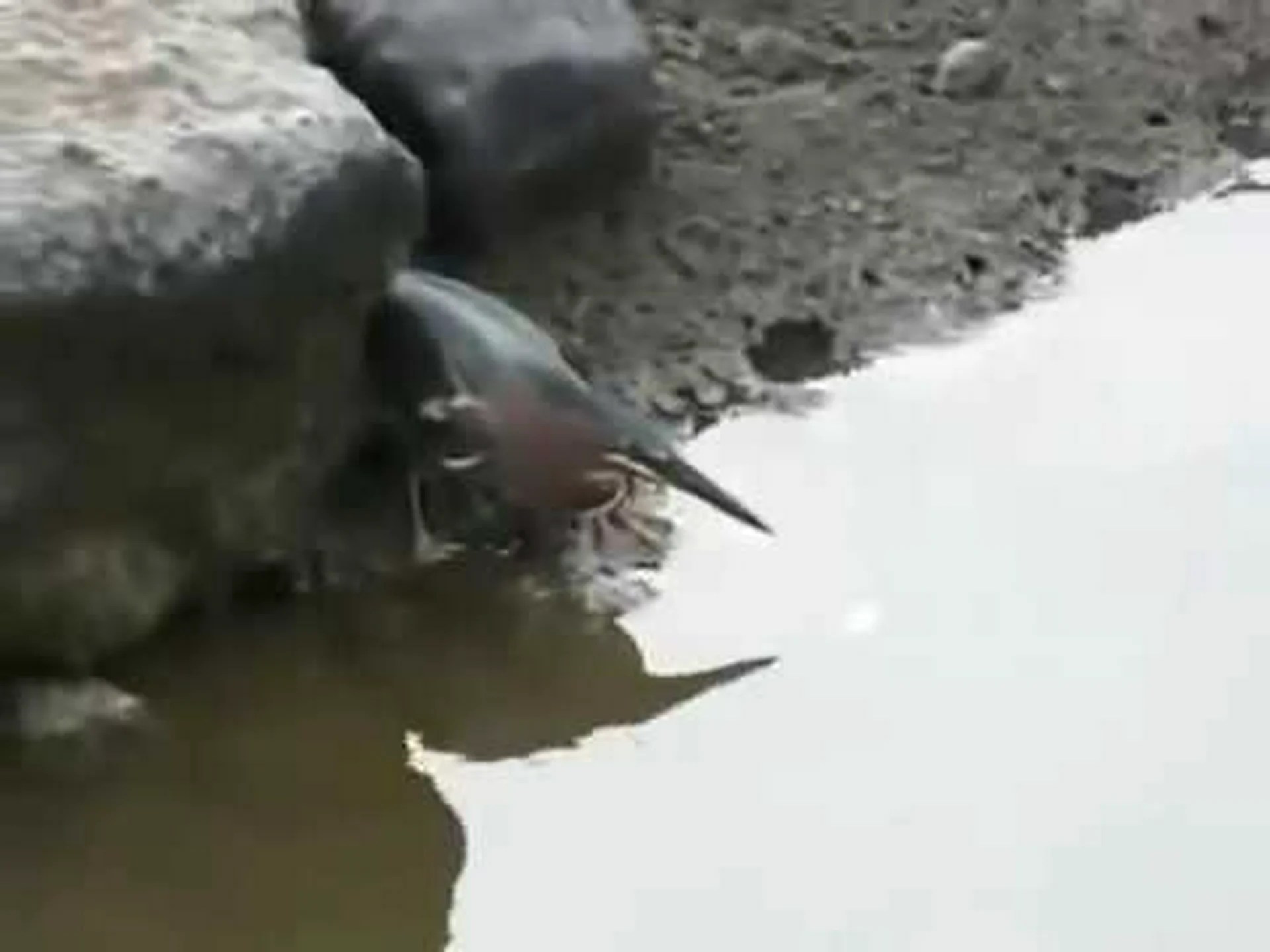 太った魚、賢い鳥 太った魚、賢い鳥