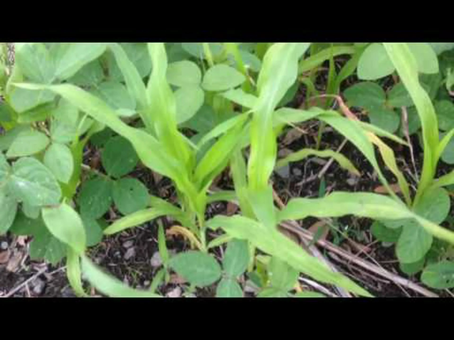 トウモロコシの遺伝子の力で無肥料? トウモロコシの遺伝子の力で無肥料?