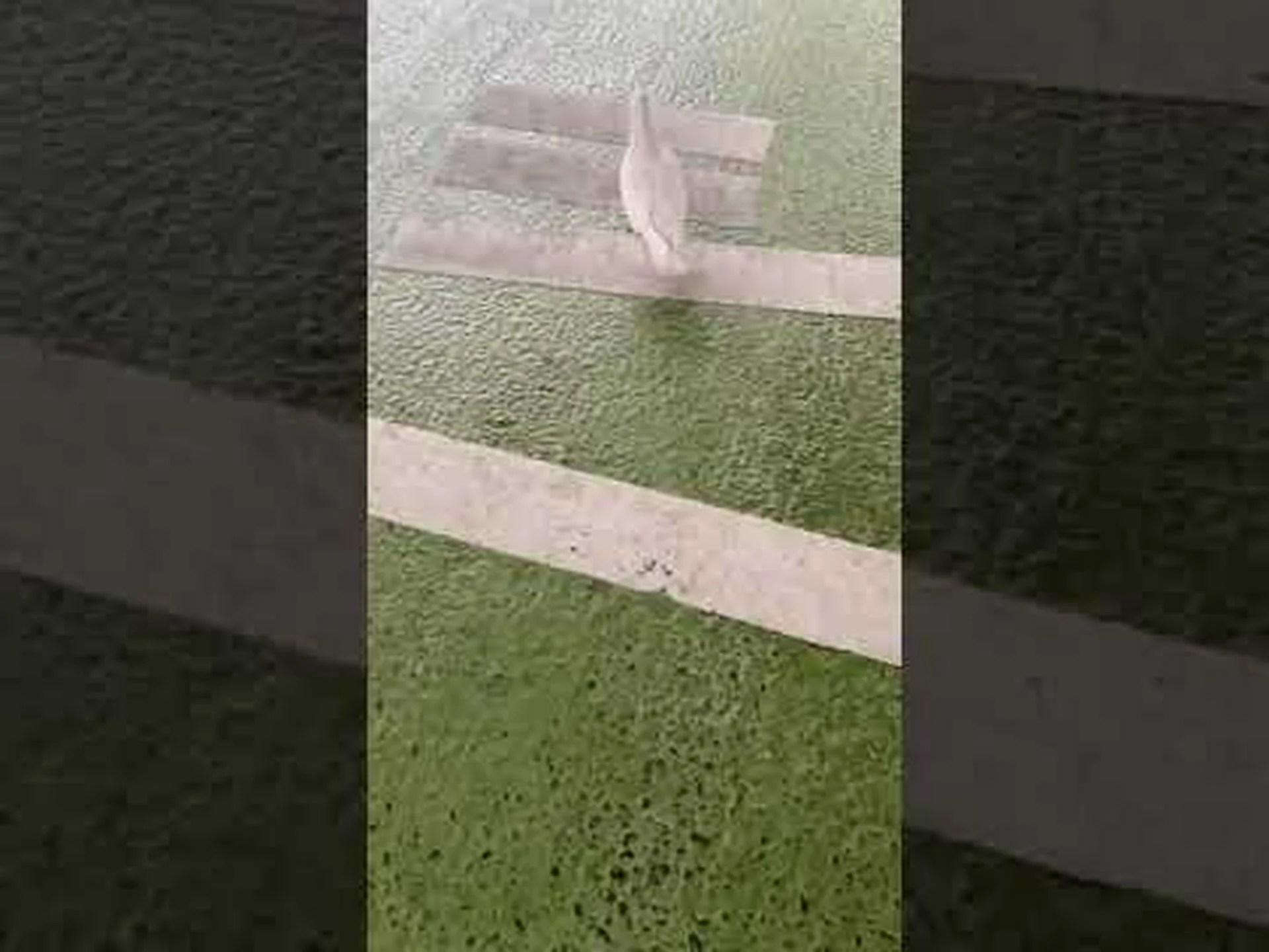 高速道路と内部コンパス: ハトが家に帰る方法を見つける方法 高速道路と内部コンパス: ハトが家に帰る方法を見つける方法