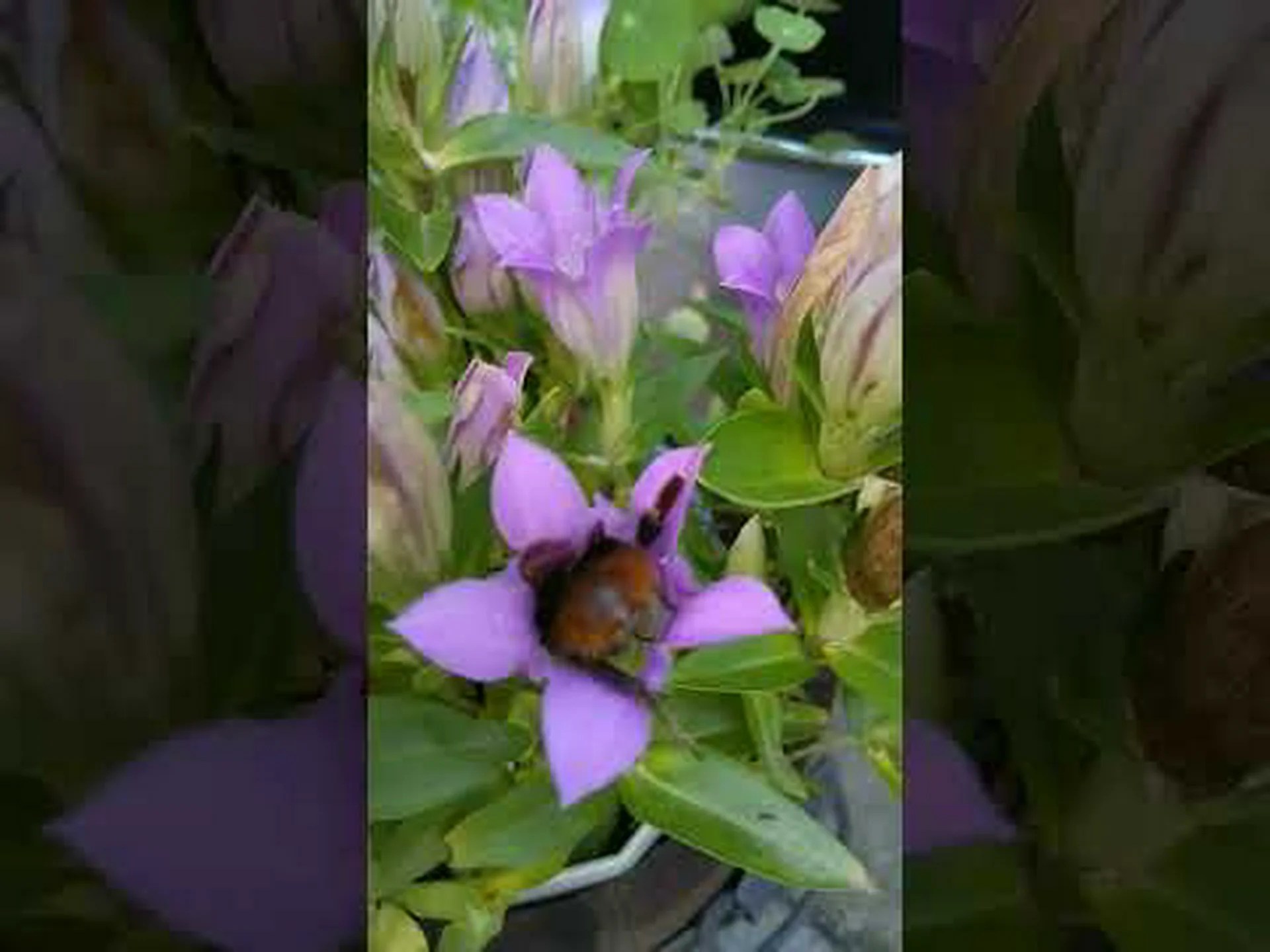 オスのマルハナバチは女王バチに貞操帯を結びます オスのマルハナバチは女王バチに貞操帯を結びます