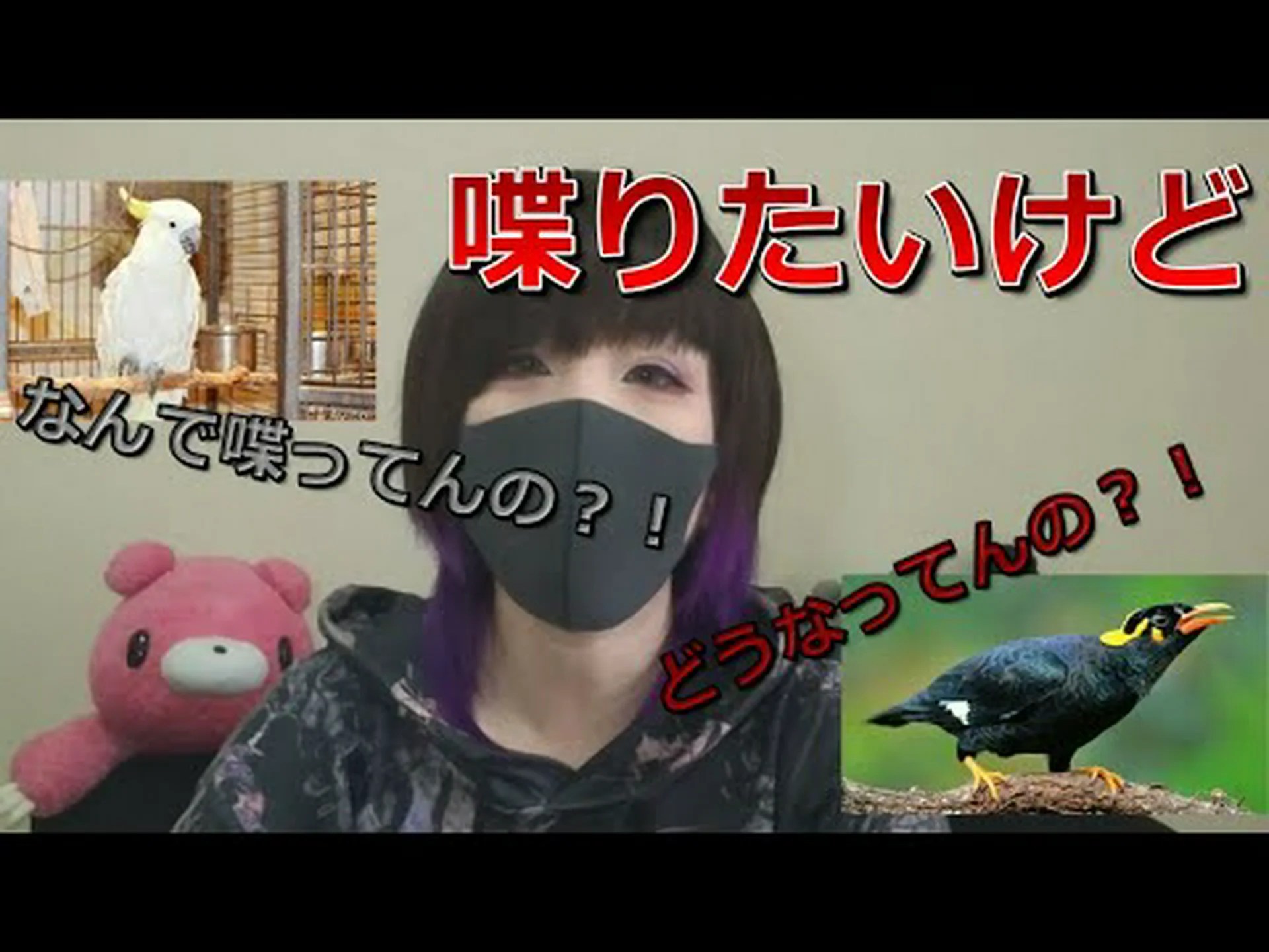 文字通りかわいい鳥たち 文字通りかわいい鳥たち