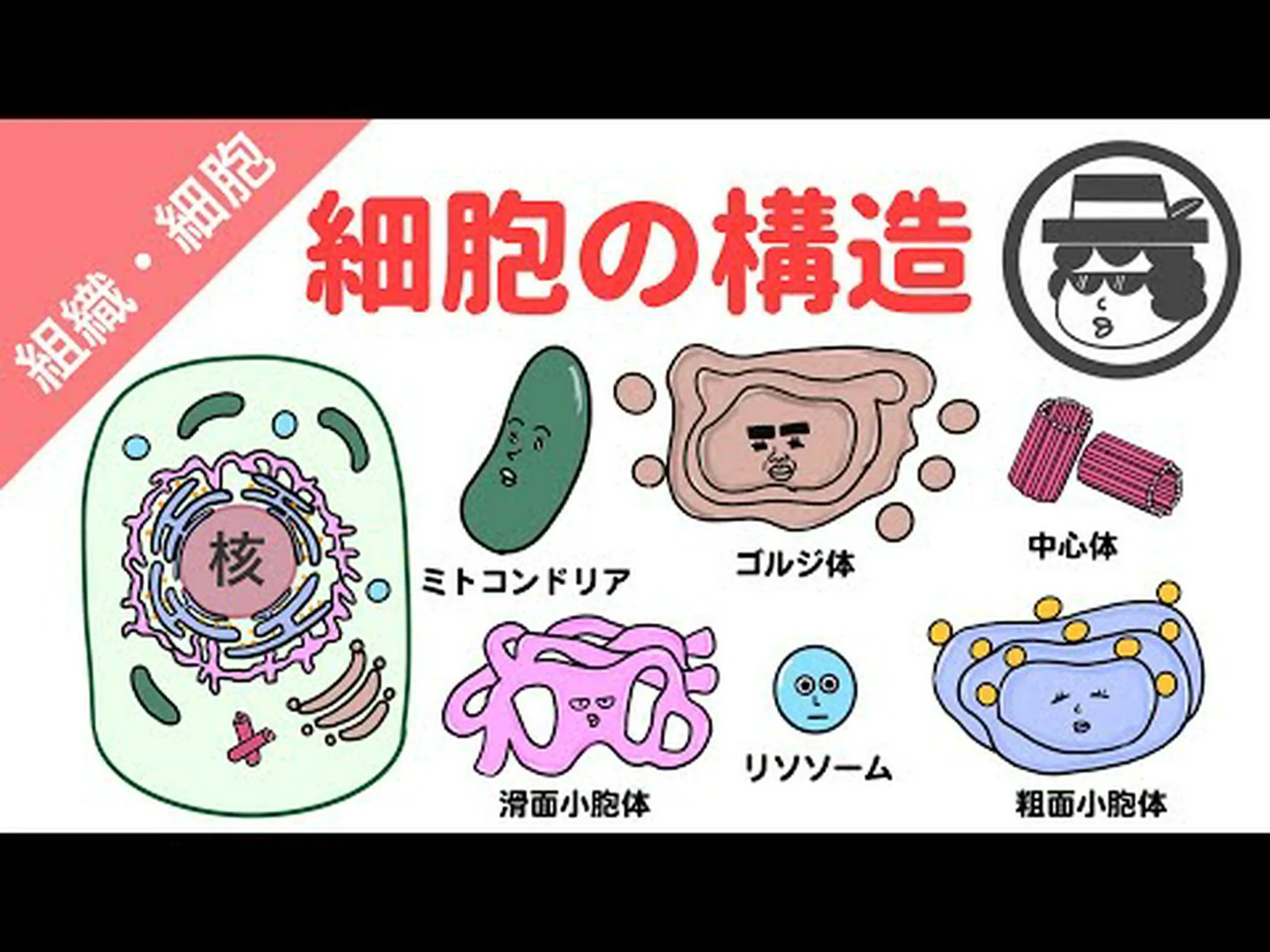 最も単純な多細胞動物の家系図 最も単純な多細胞動物の家系図