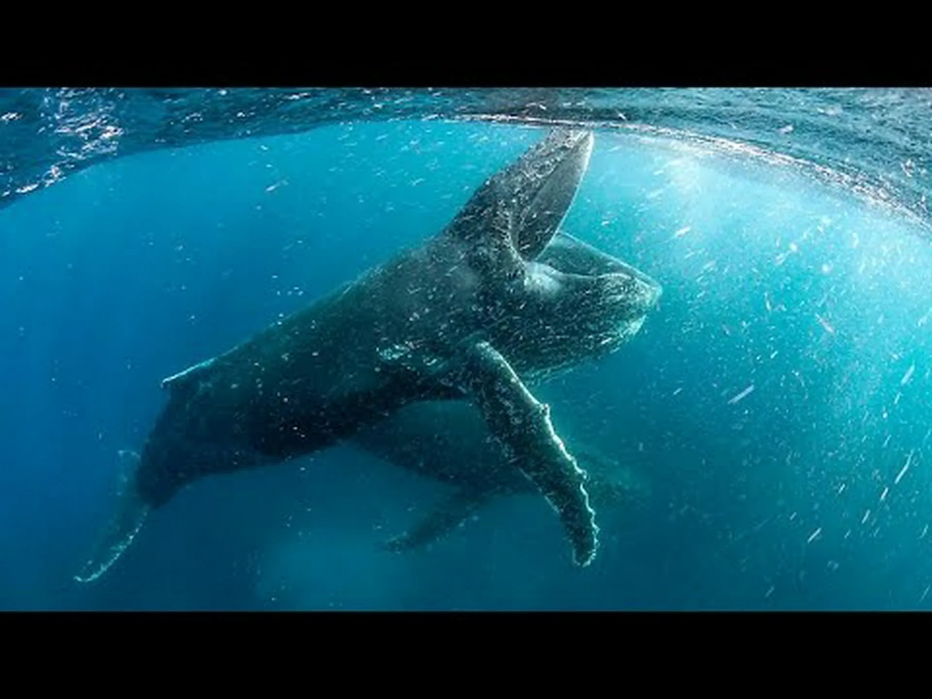 ザトウクジラ:「歌う文化」の拠点を発見 ザトウクジラ:「歌う文化」の拠点を発見