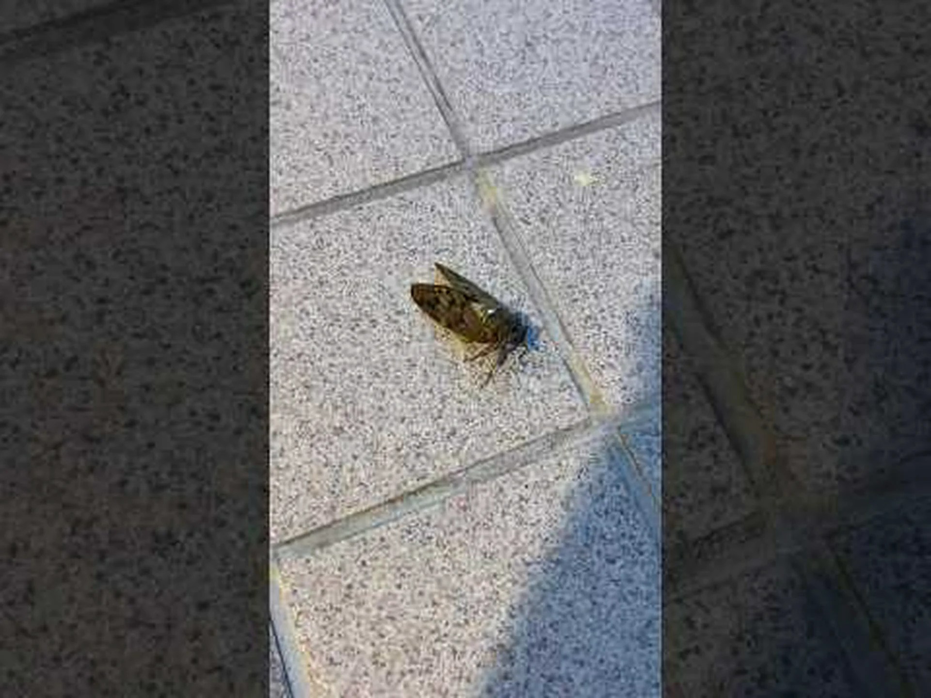 蝉はコツを掴んだ 蝉はコツを掴んだ